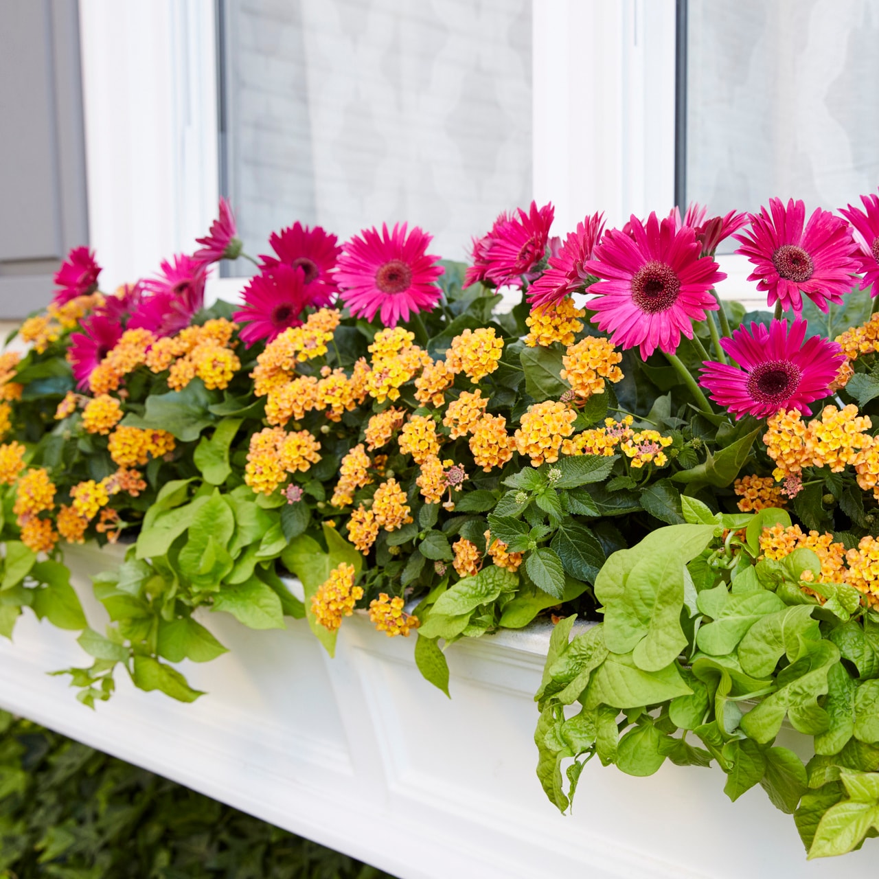 Proven Winners 5067 annuals - View #4