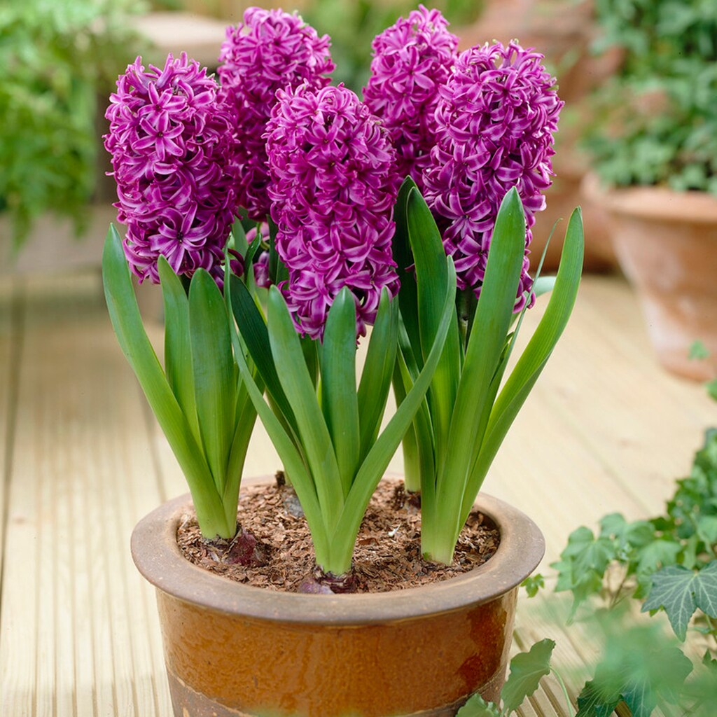 Van Zyverden 87055 Plant-Bulbs - View #3