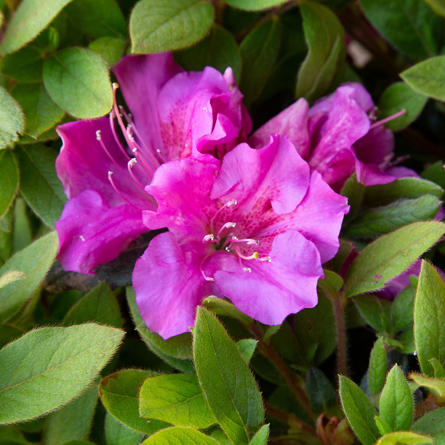 Encore Azalea 80552-2 shrubs - View #3