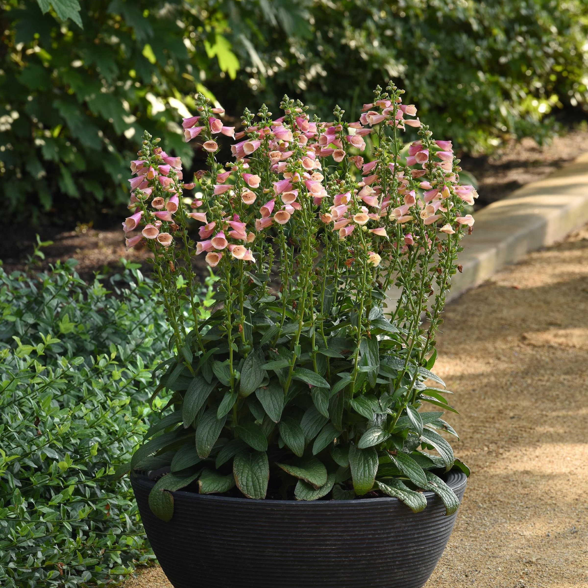 National Plant Network LW1977 Pink Digitalis Arctic Fox Rose Plant in 4 -in Pot 3 -Pack