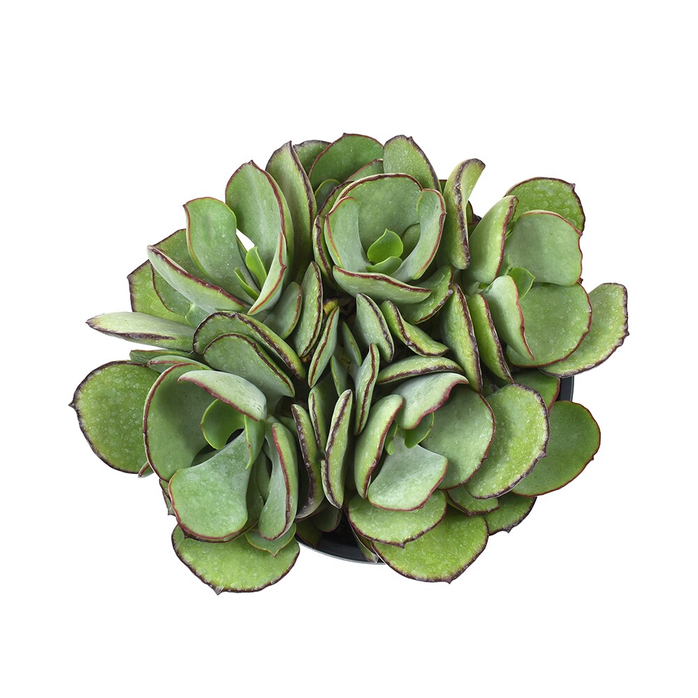 Altman Plants 0880074 Cacti-Succulents - View #2