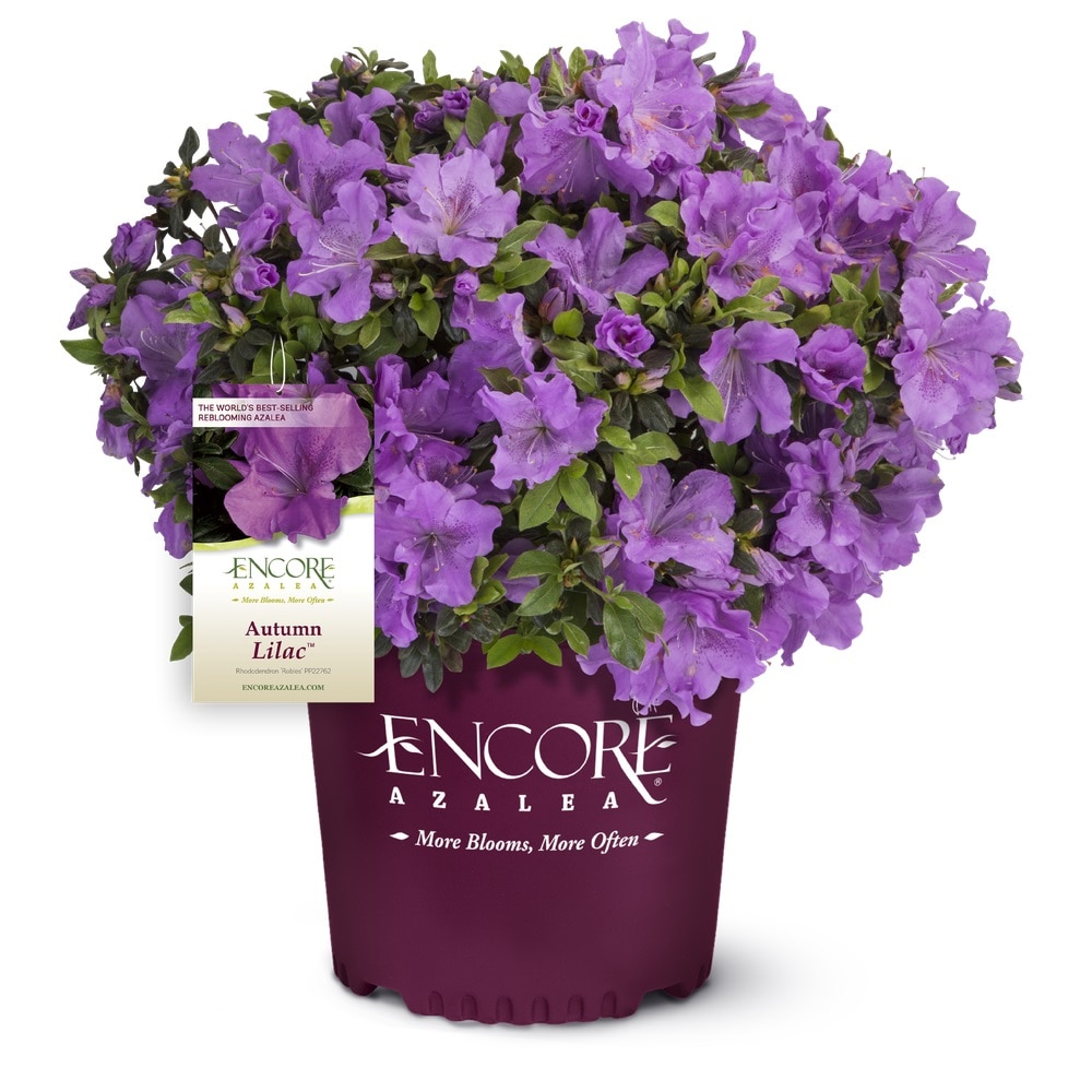 Encore Azalea 80332-1 Autumn Lilac Azalea Flowering Shrub in 2 -Gallon Pot 1 -Pack with Purple Blooms