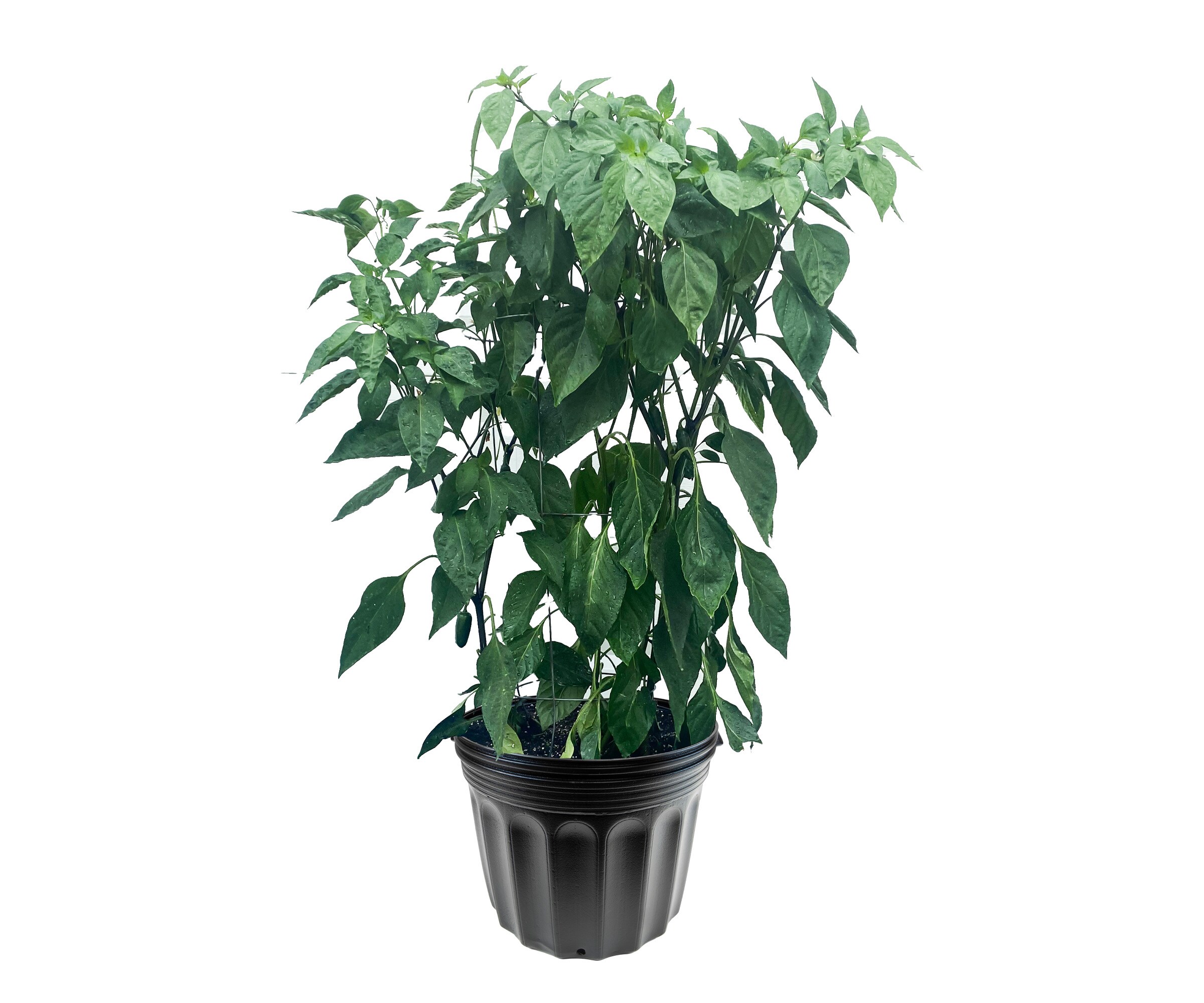 Medium Black BPA-Free Plastic Round Nursery Pots, 24-Pack