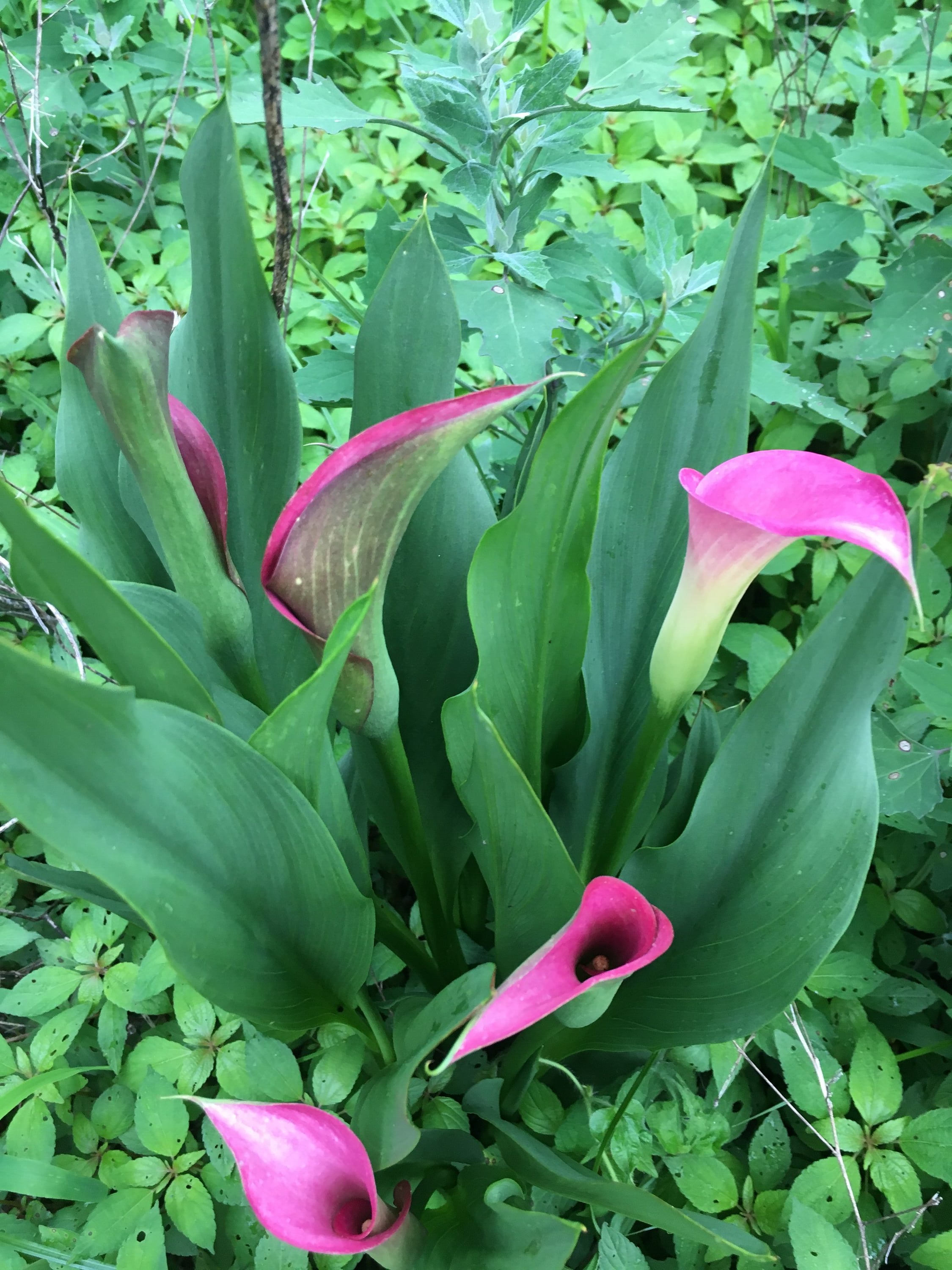 Daylily Nursery 21659 Pink Calla Lily Bulbs 5 -Pack