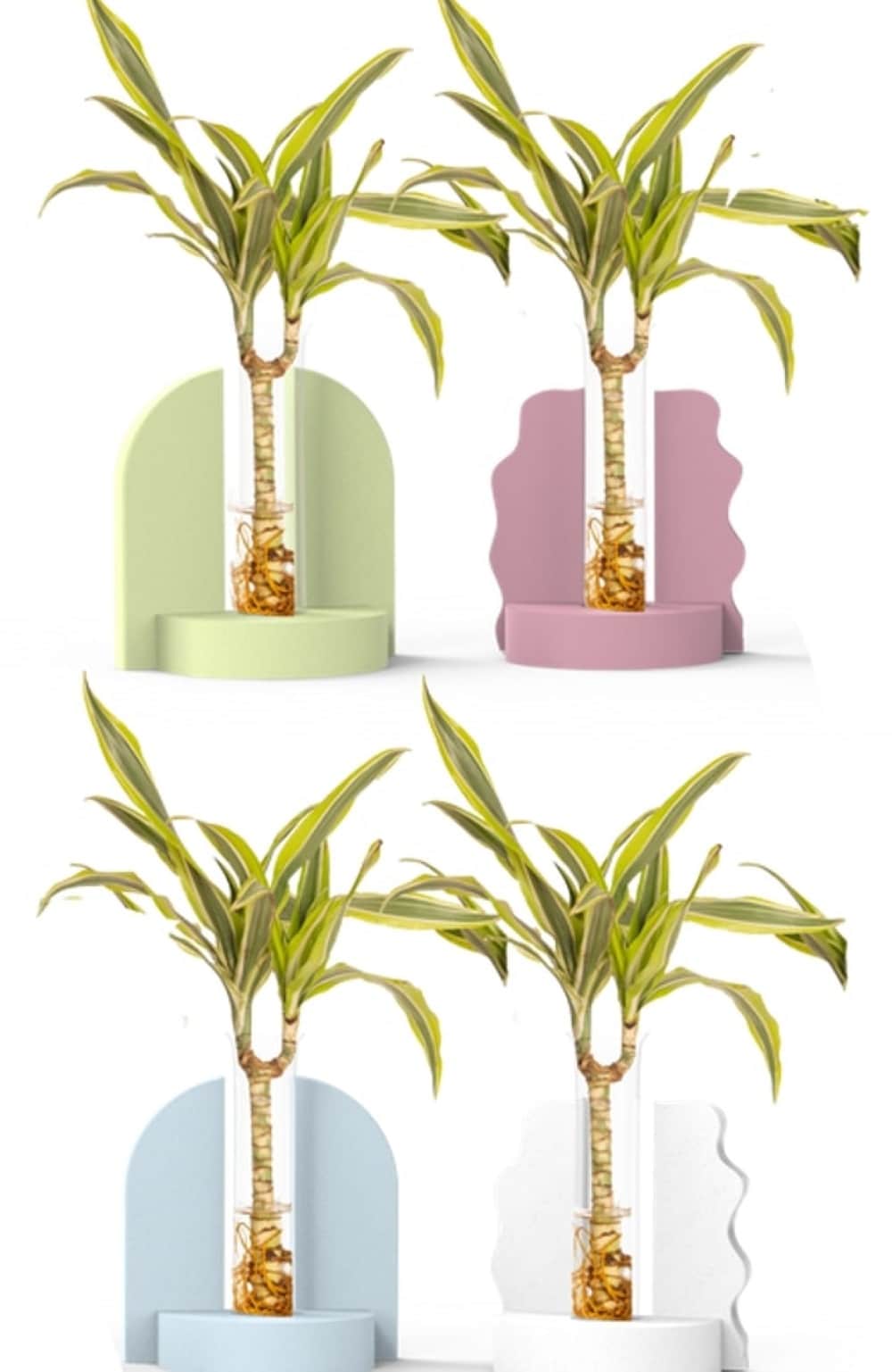 LiveTrends ASB07655 Pastel Whimsy House plant in 1 -Pack Pot 1 -Pack