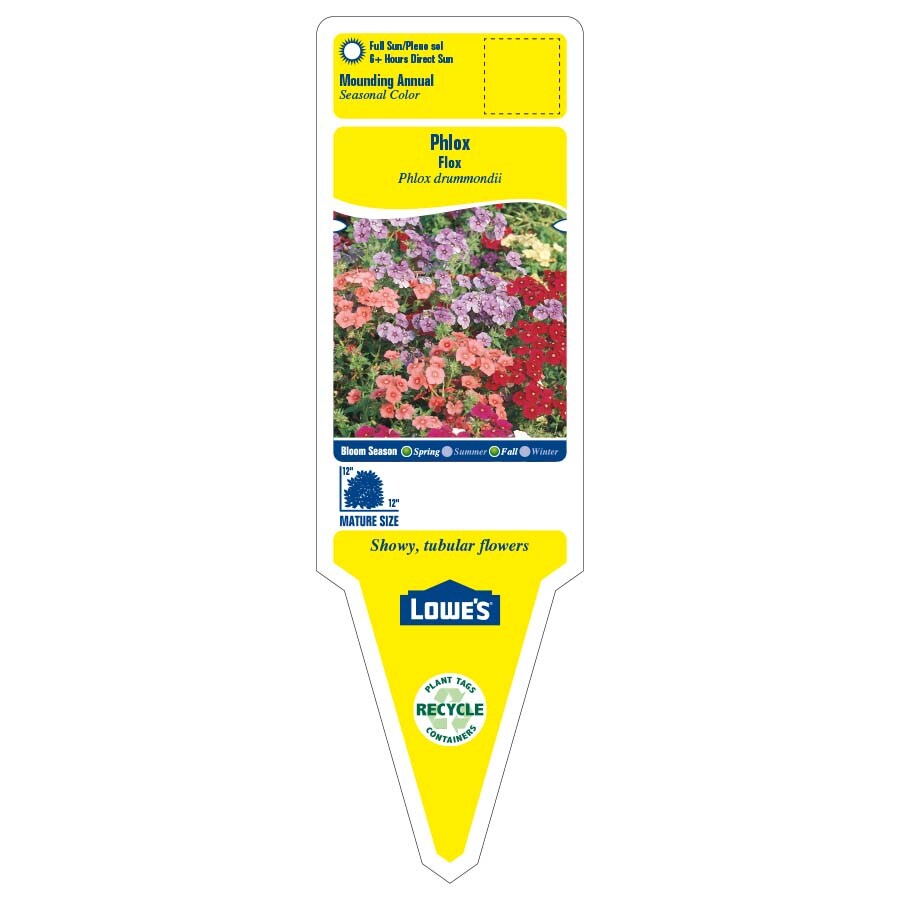 Lowe's NURSERY annuals - View #2