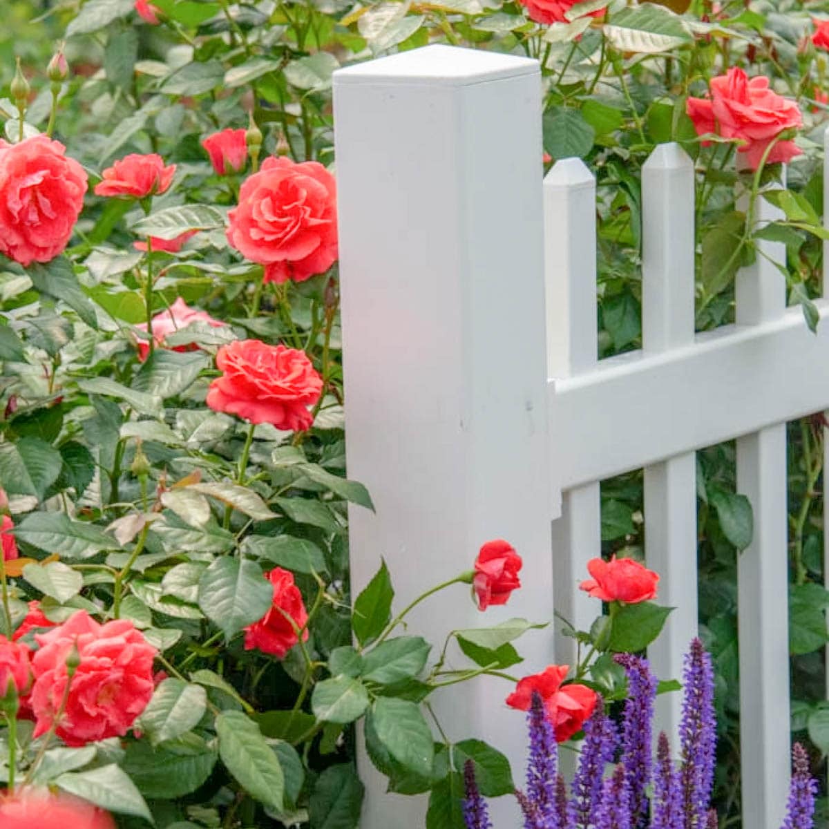 Spring Hill Nurseries 74901 roses - View #2