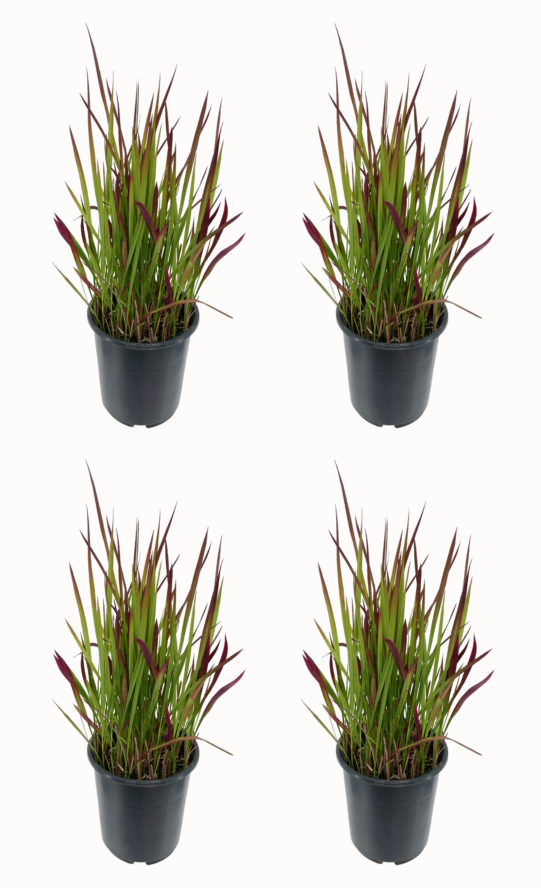  1492 Hakonechloa Grass Plant in -Quart Pot 4.0 -Pack