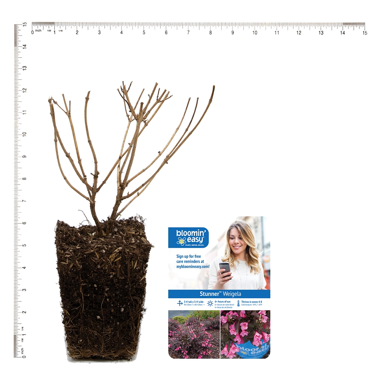 Van Zyverden 82930 Plant-Bulbs - View #4