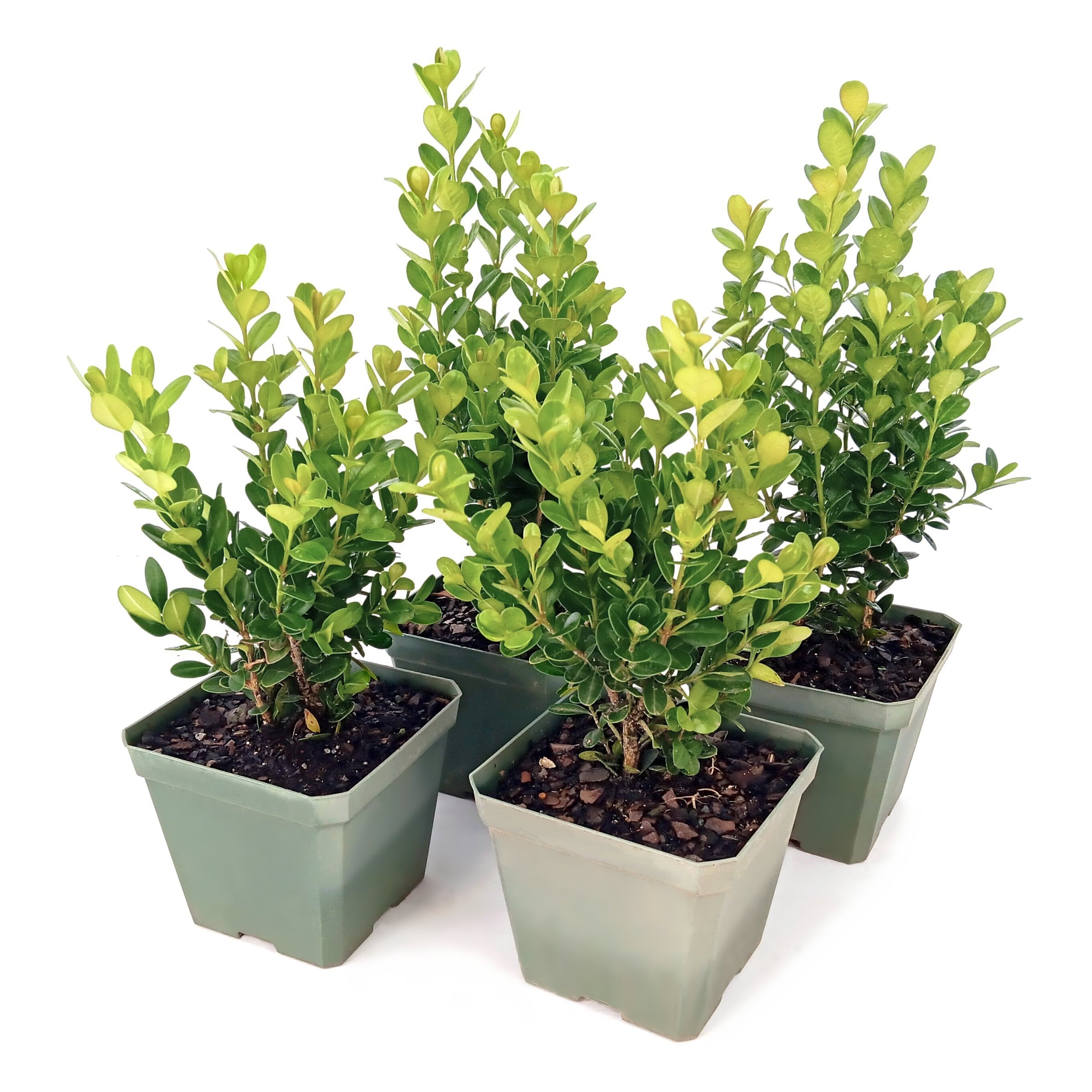 National Plant Network - 16 -Pack Wintergreen Boxwood Foundation/Hedge Shrub 16 -Pack