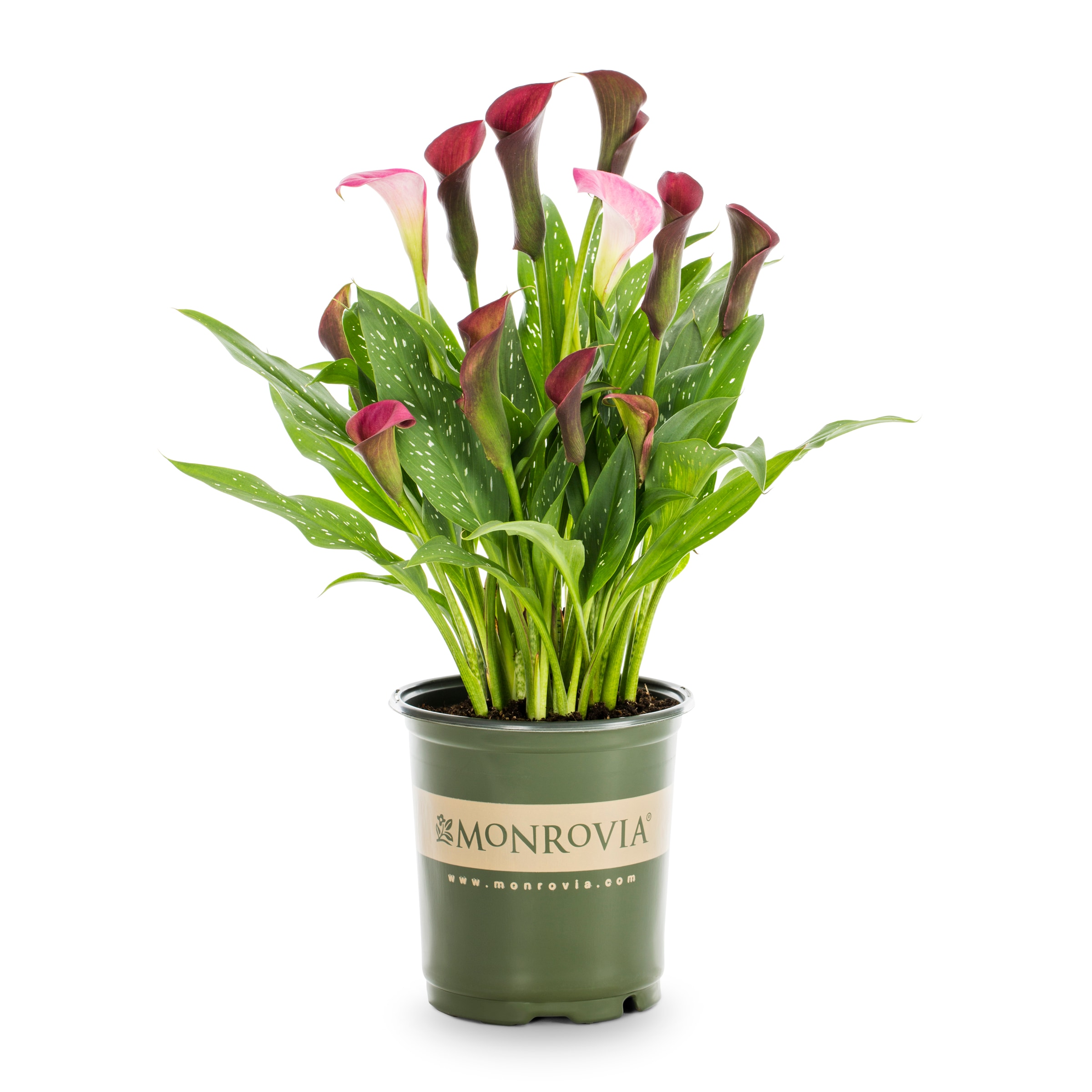 Monrovia NURSERY Multicolor Accent Calla Lily Plant in 2.50 -Quart Pot 1.0 -Pack