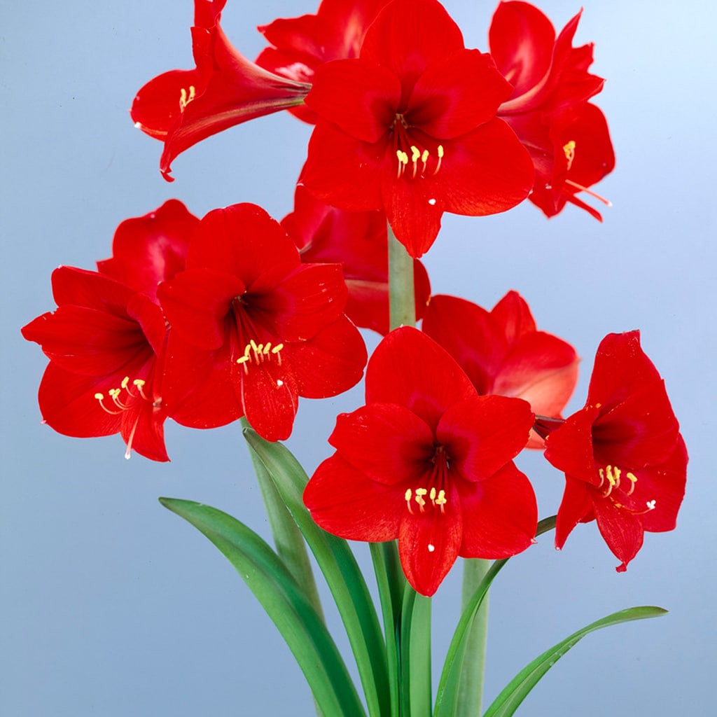 Van Zyverden 87218 Red MultiFlowering Amaryllis Rapido Bulbs 1.0 Count