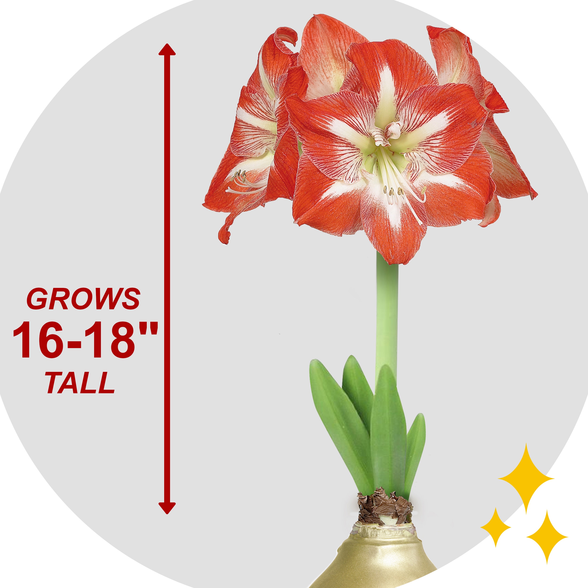 Garden State Bulb ECH-34-01-01 Plant-Bulbs - View #3