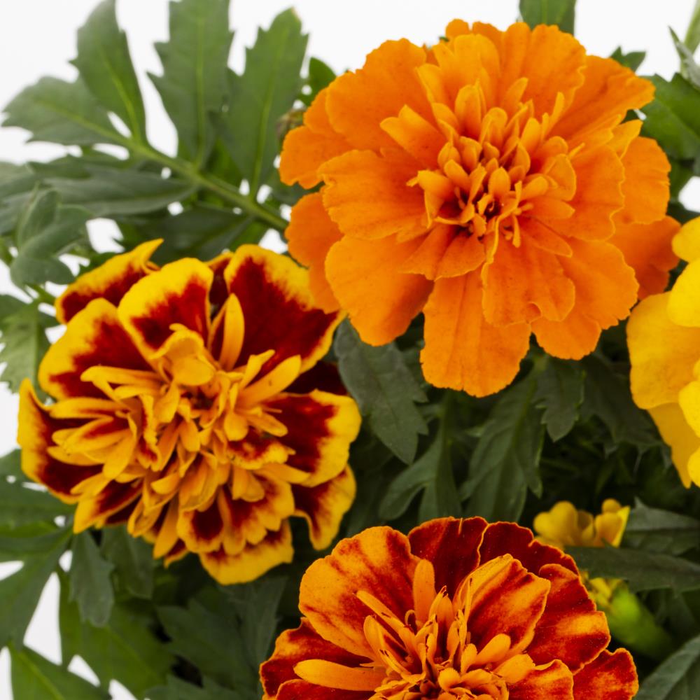 Lowe's 212679 annuals - View #8