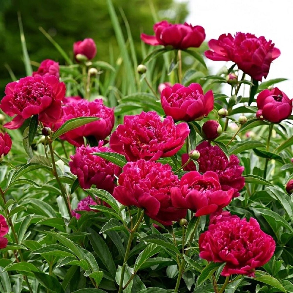 Lowe's 840192 2.25-GAL PEONY PREM