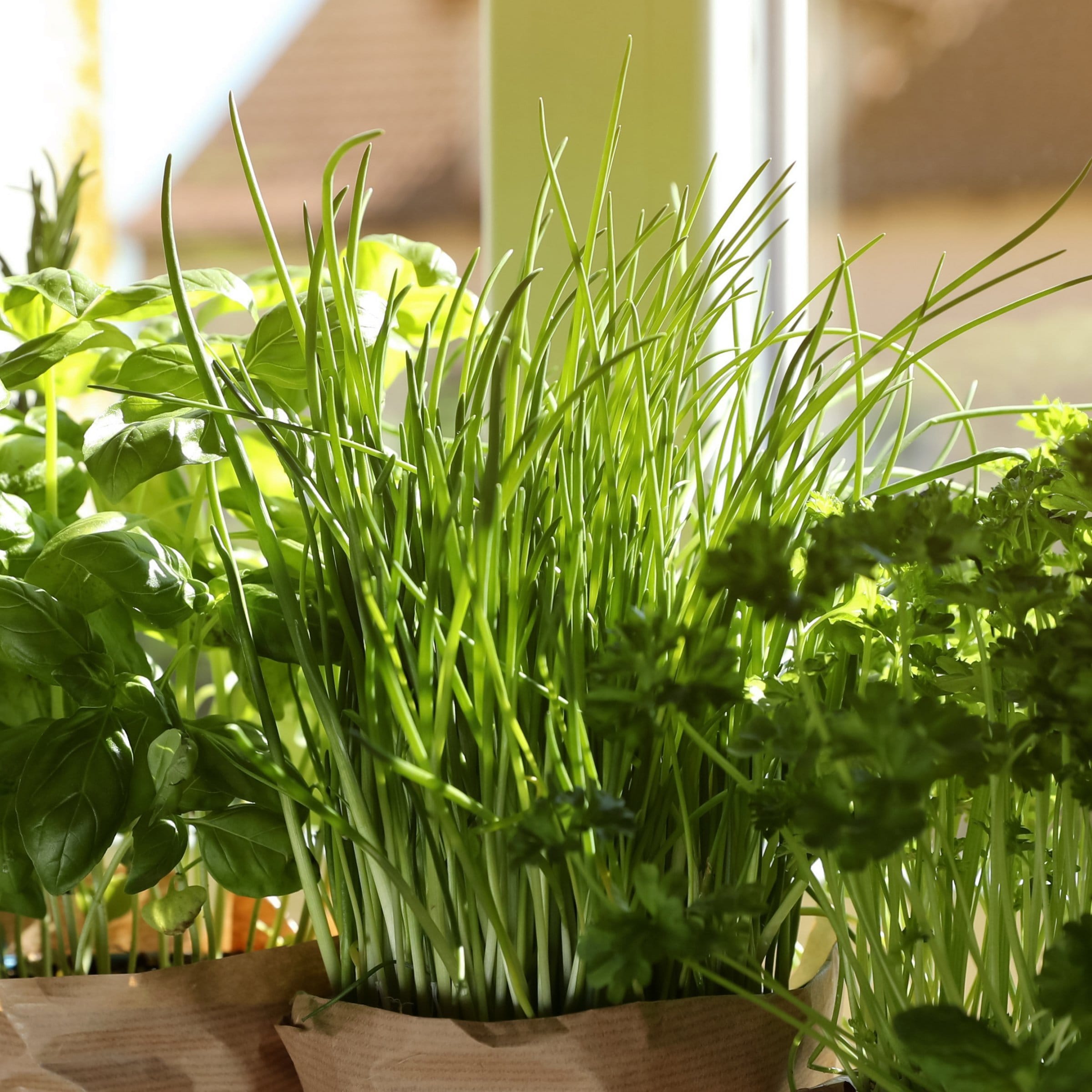 National Plant Network LW2591 1 -Pack Chives Culinary Kitchen Herb Seed Grow Kit Plant in Plantable Container