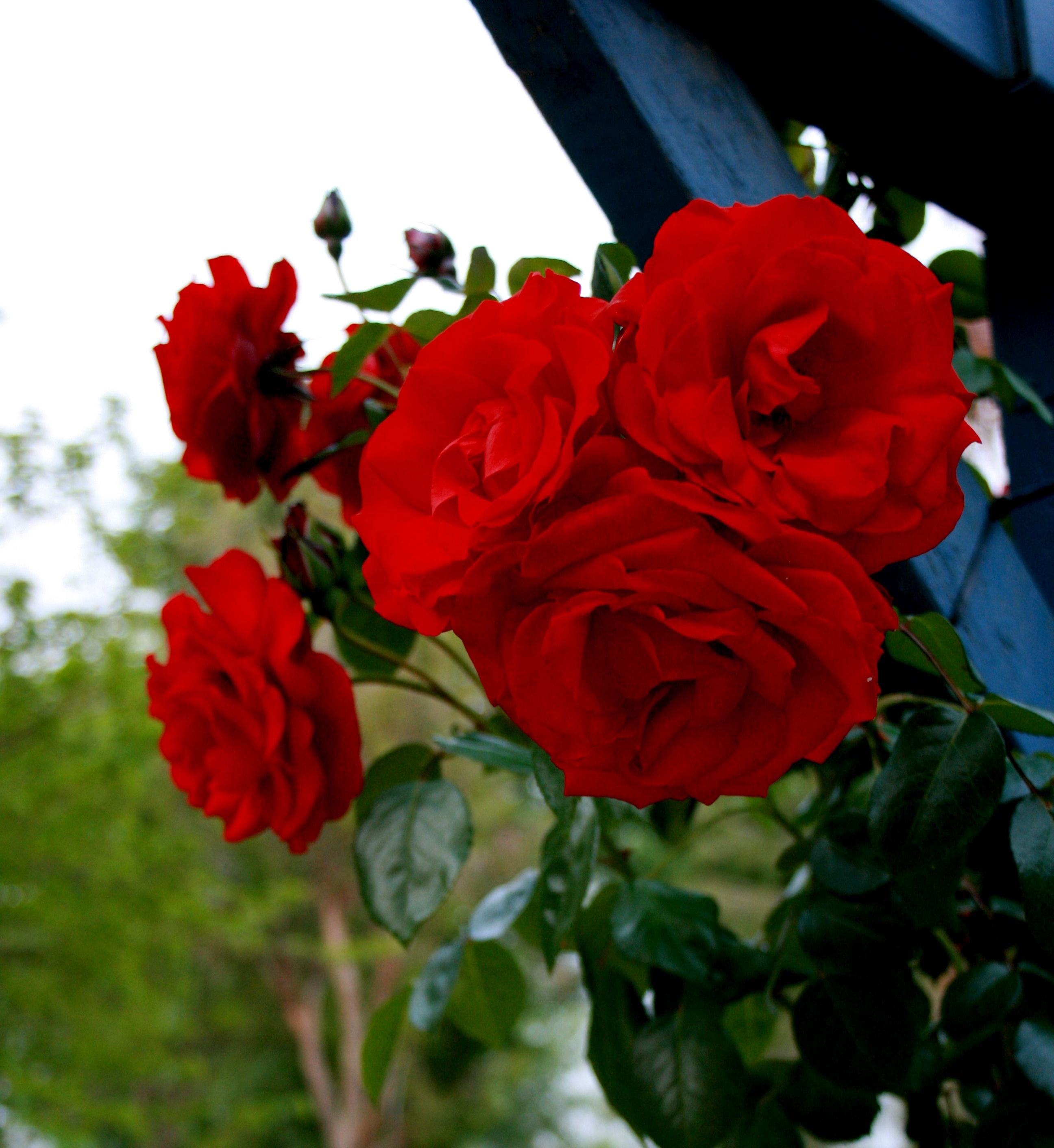 Climbing Rose Pot Roses at Lowes.com