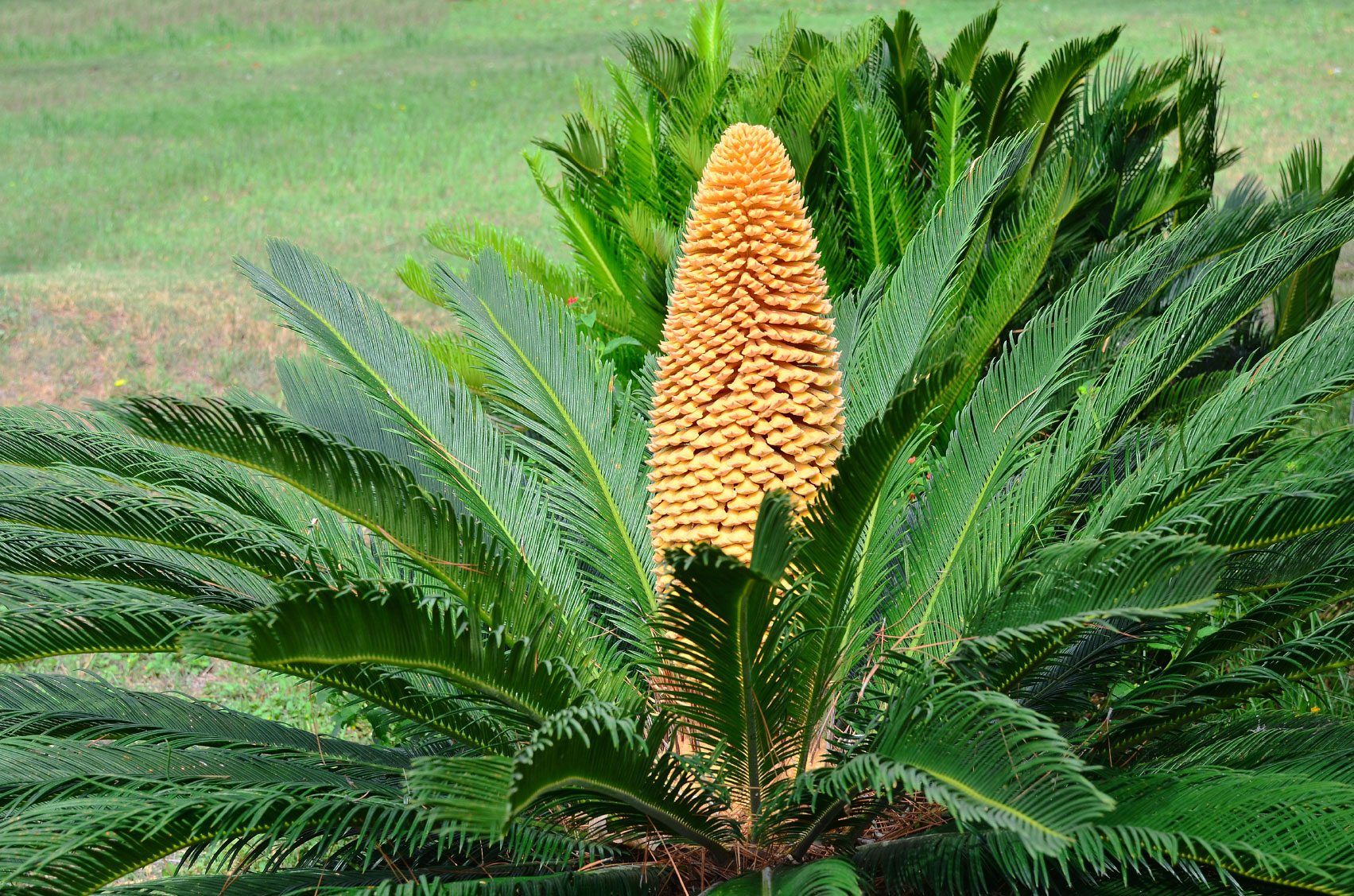 National Plant Network LW7693 hseplants - View #3