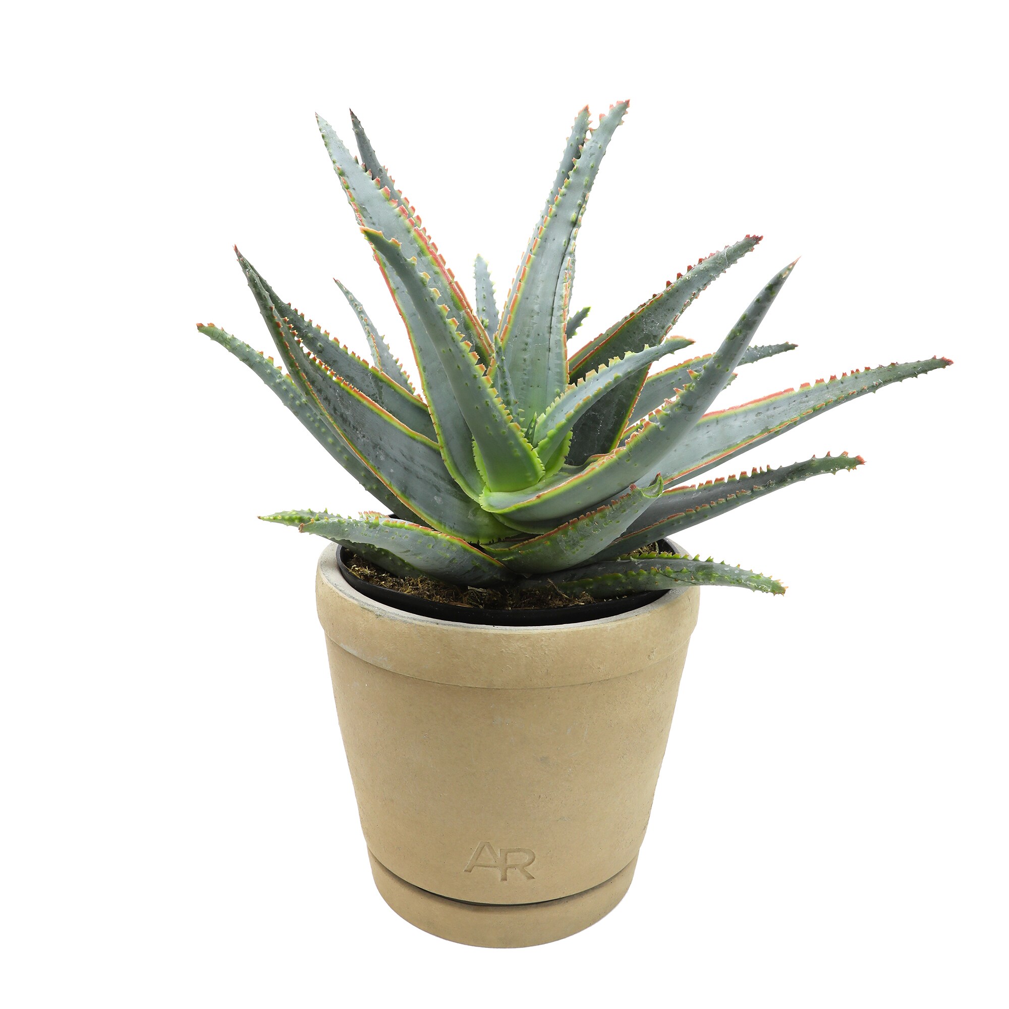 Red 24-Inch-Wide Succulents at Lowes.com