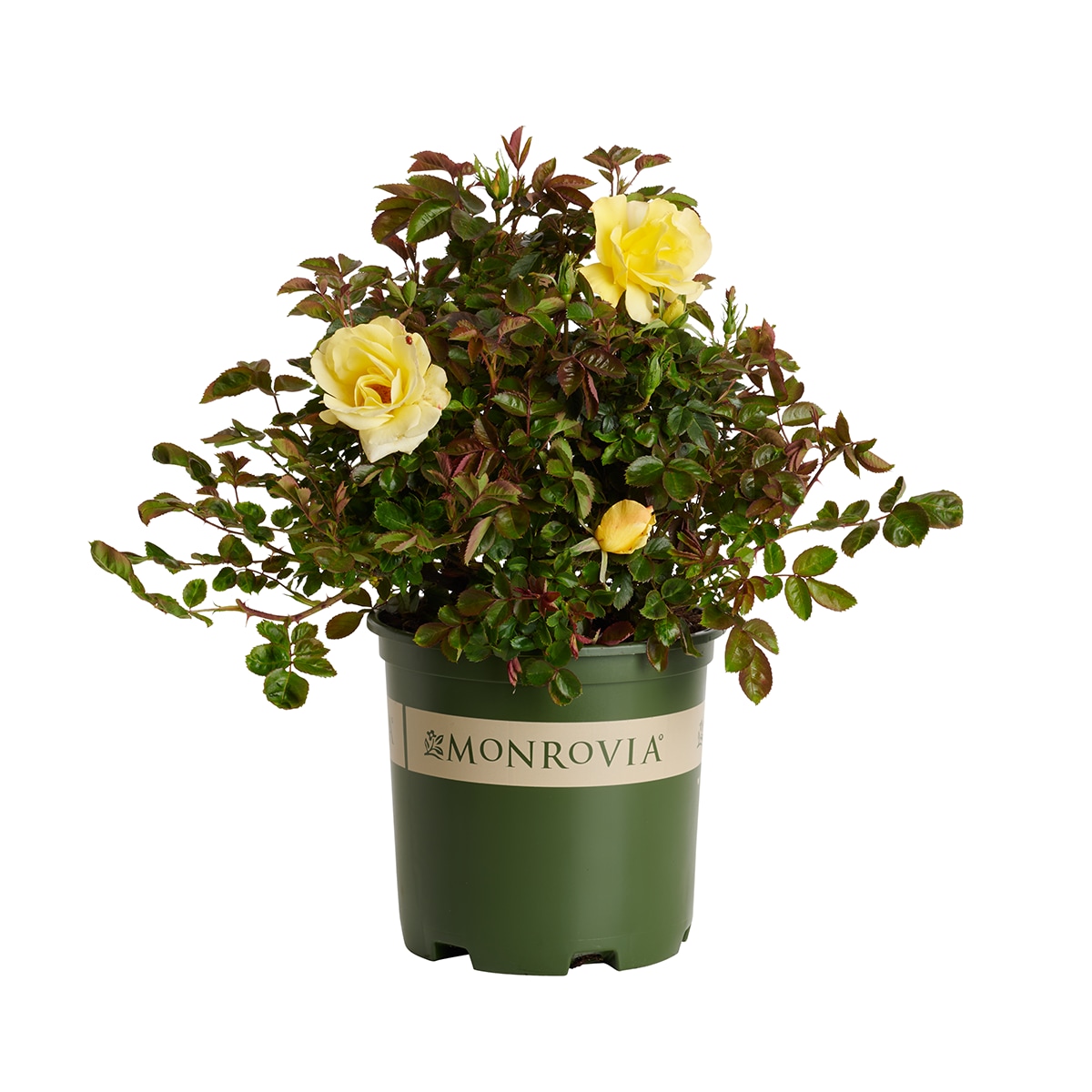 Monrovia Yellow Grace N' Grit Shrub Rose 1.73 -Gallon 1 -Pack in Pot #KT11242119000200000