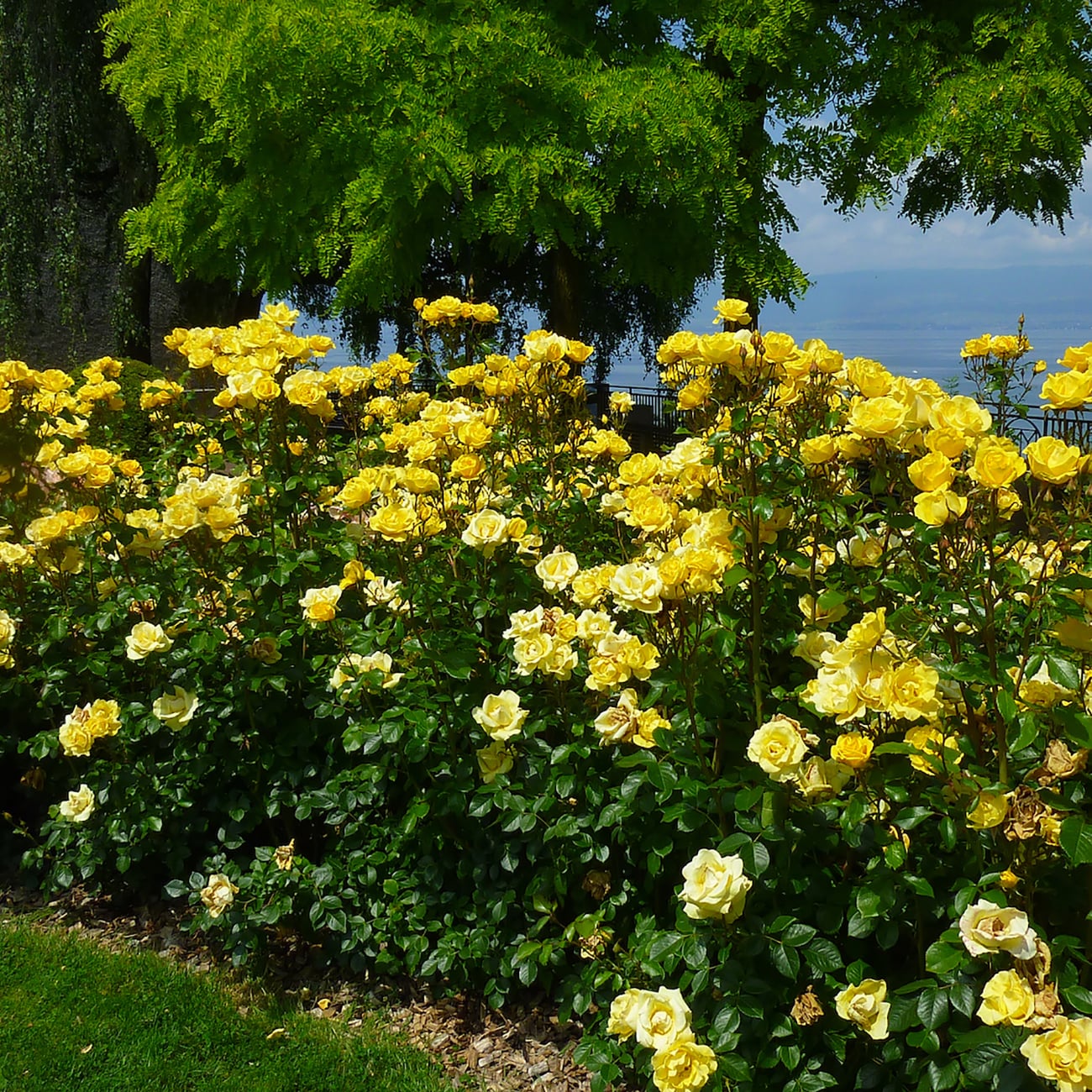 Van Zyverden Yellow Rose 2-Quart in Pot in the Roses department at ...