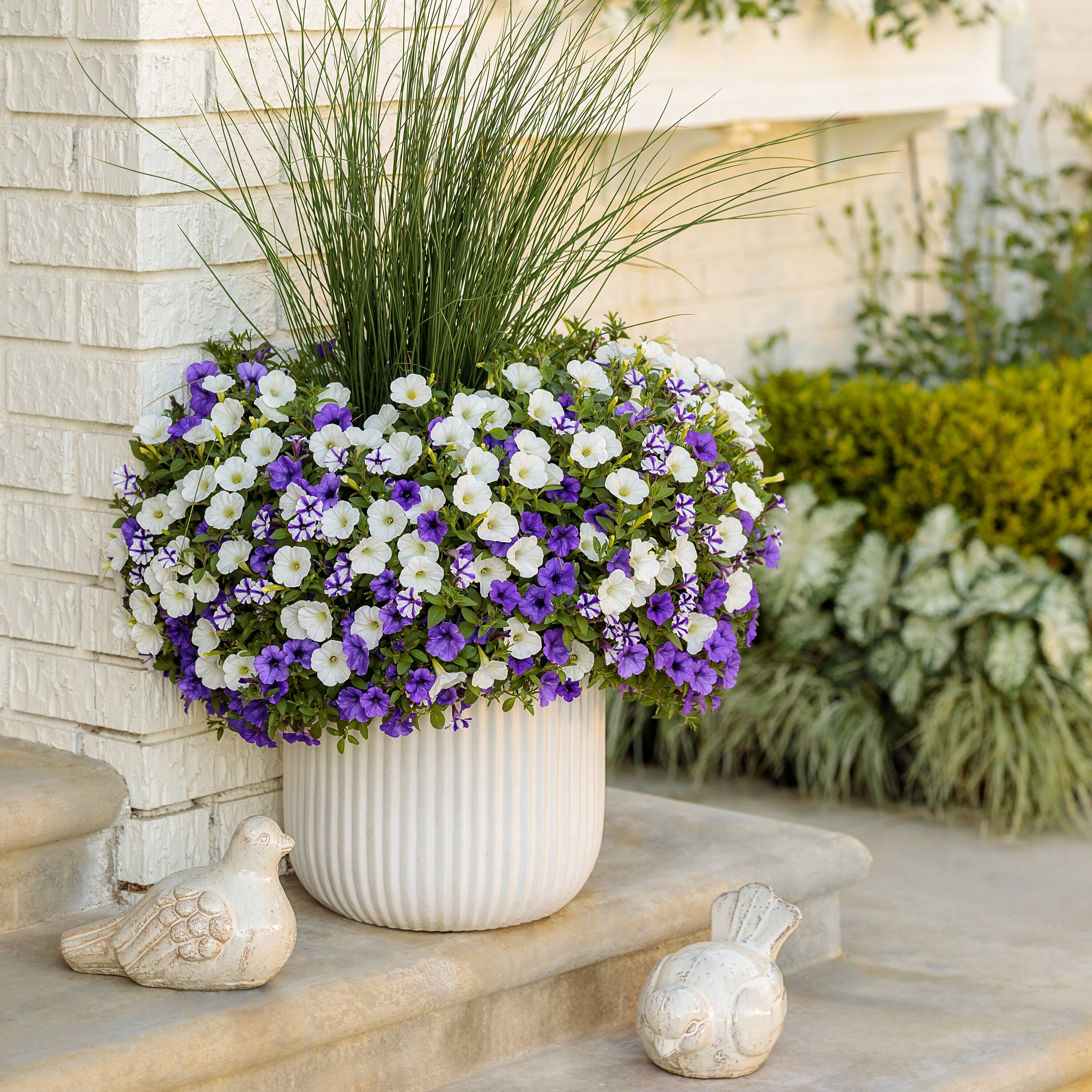 Proven Winners SUPPRW6017504 annuals - View #6