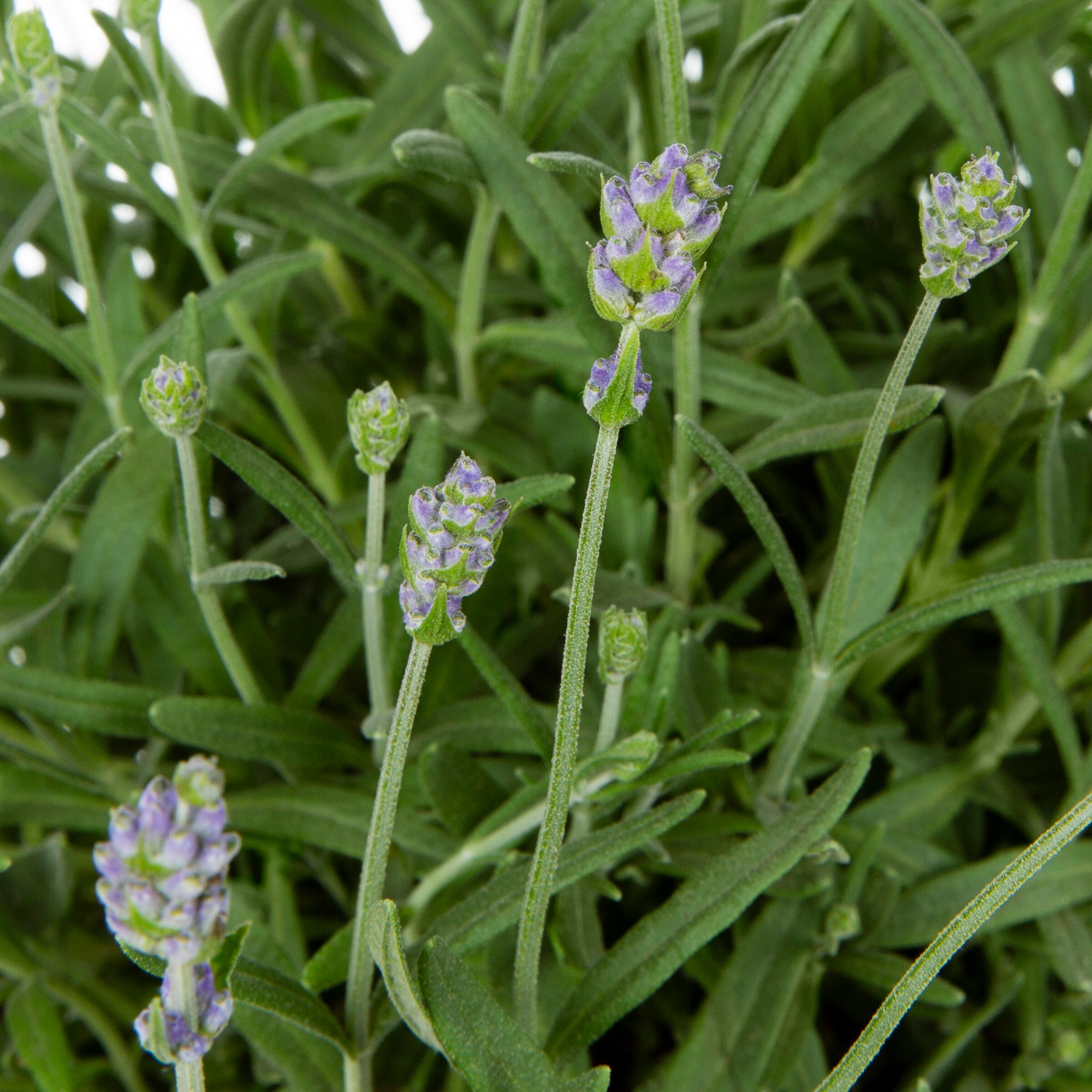 Primavera Spanish Lavender, Monrovia Plant