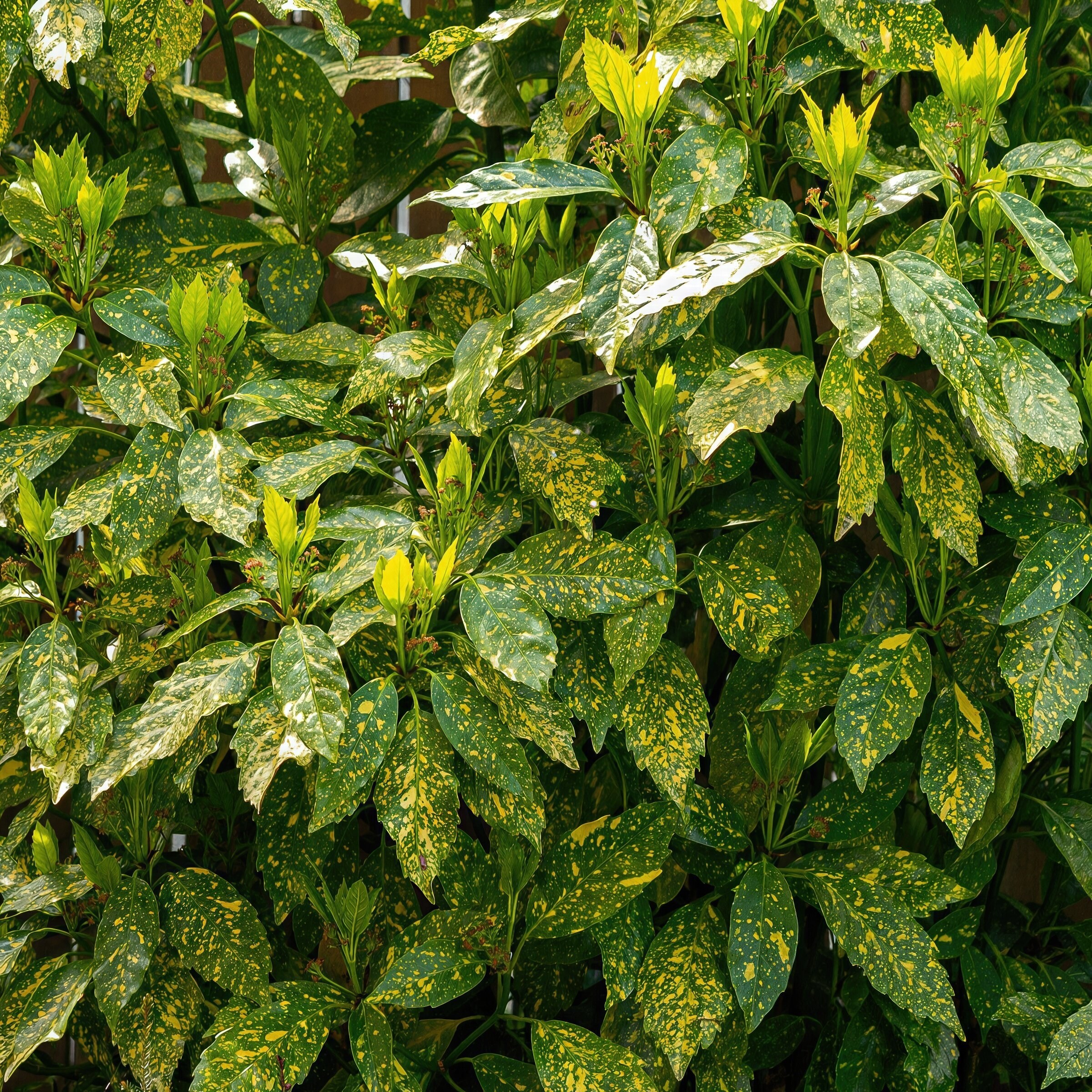 National Plant Network LW2671 annuals - View #7