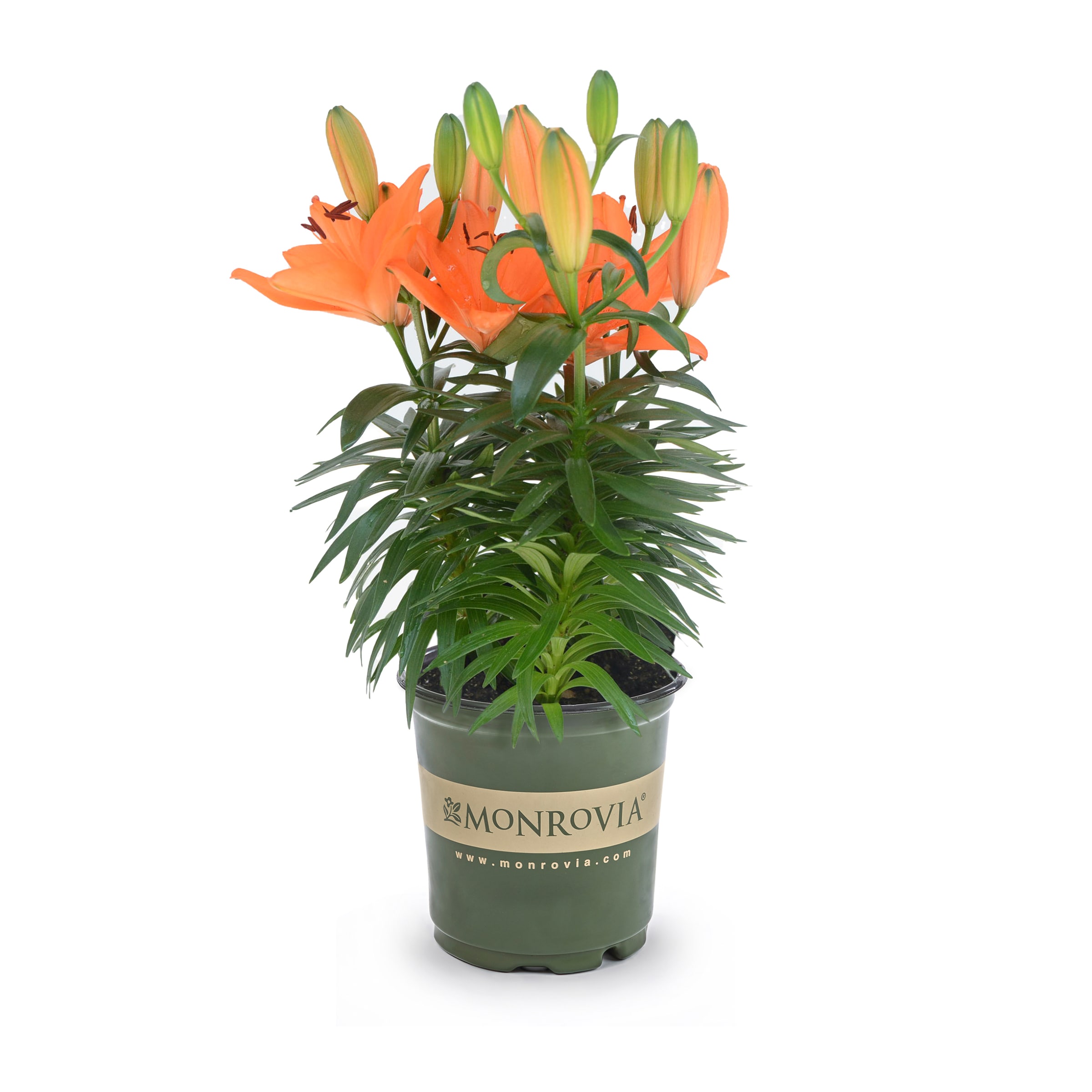 Lowe's NURSERY Multicolor Asiatic Lily Tiny Moon Plant in 2.50 -Quart Pot 1.0 -Pack