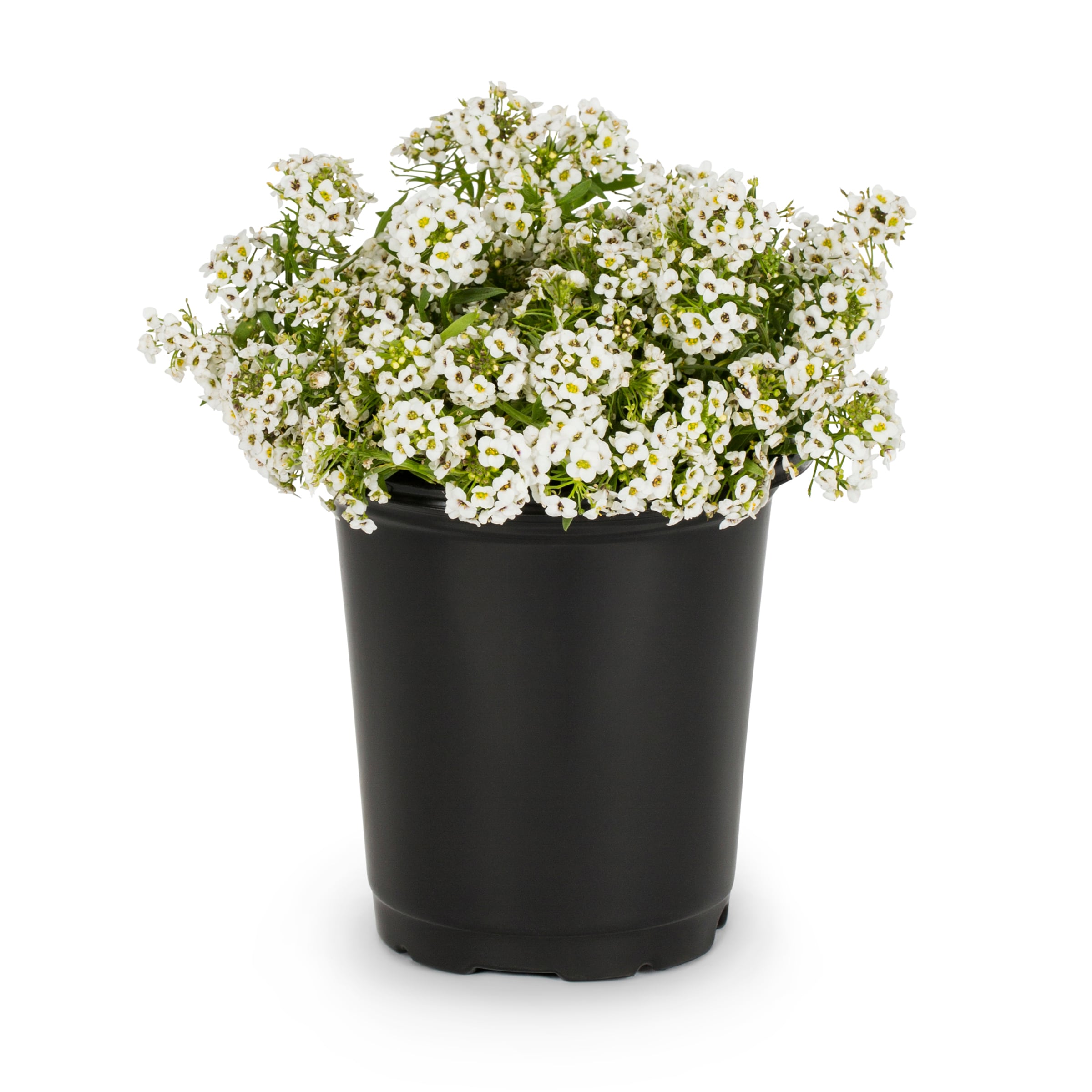 Lowe's Multicolor Alyssum in 1-Pint in the Annuals department at Lowes.com