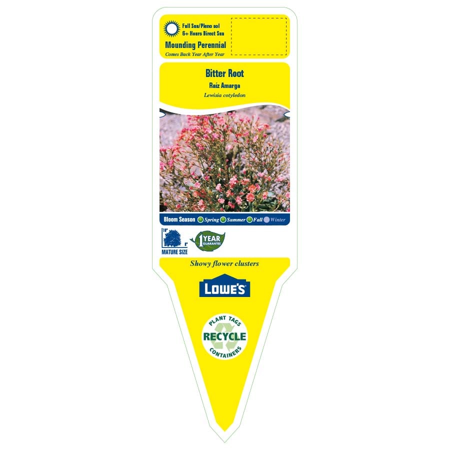 Lowe's NURSERY perennials - View #2
