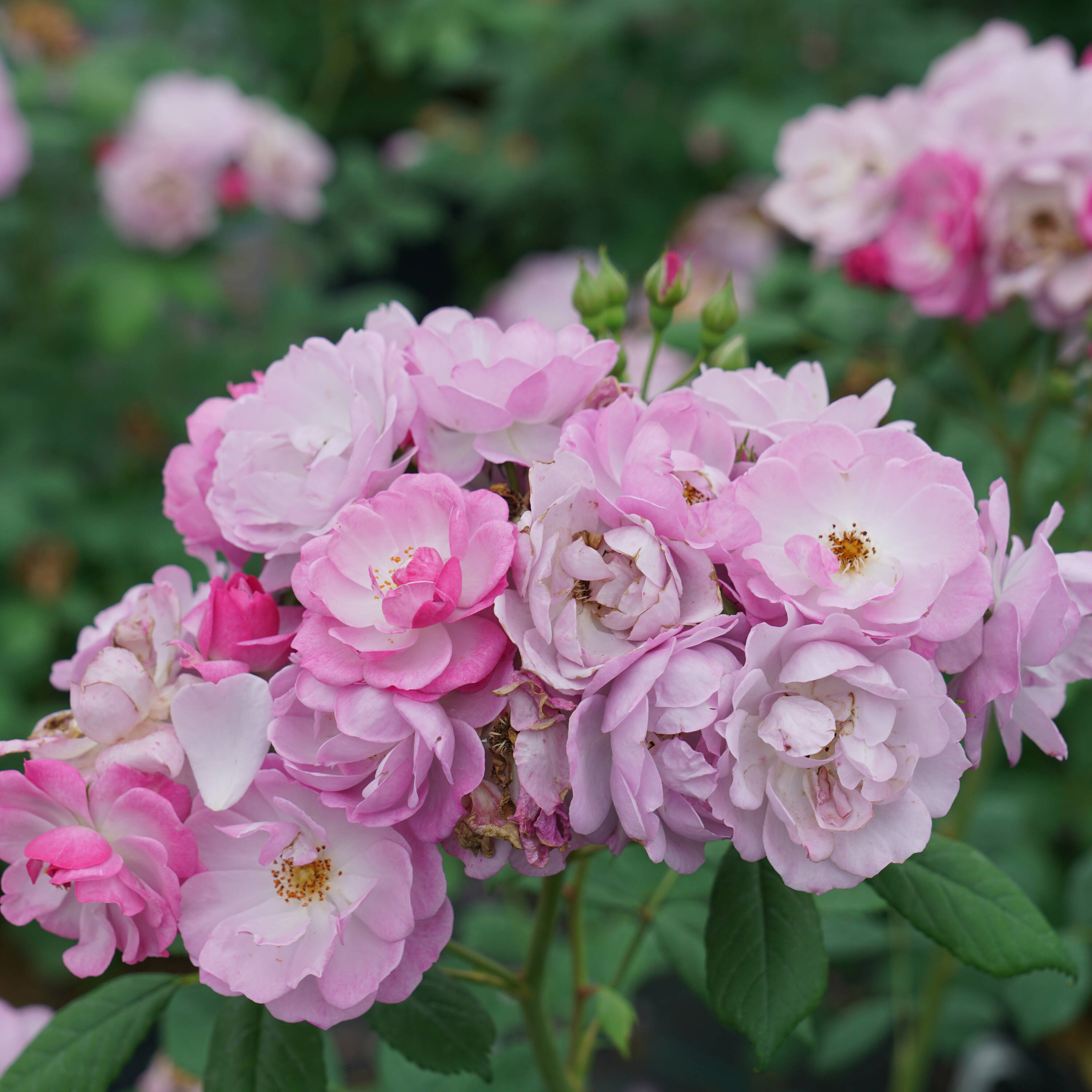 Proven Winners ROSPRC2306101 shrubs - View #5