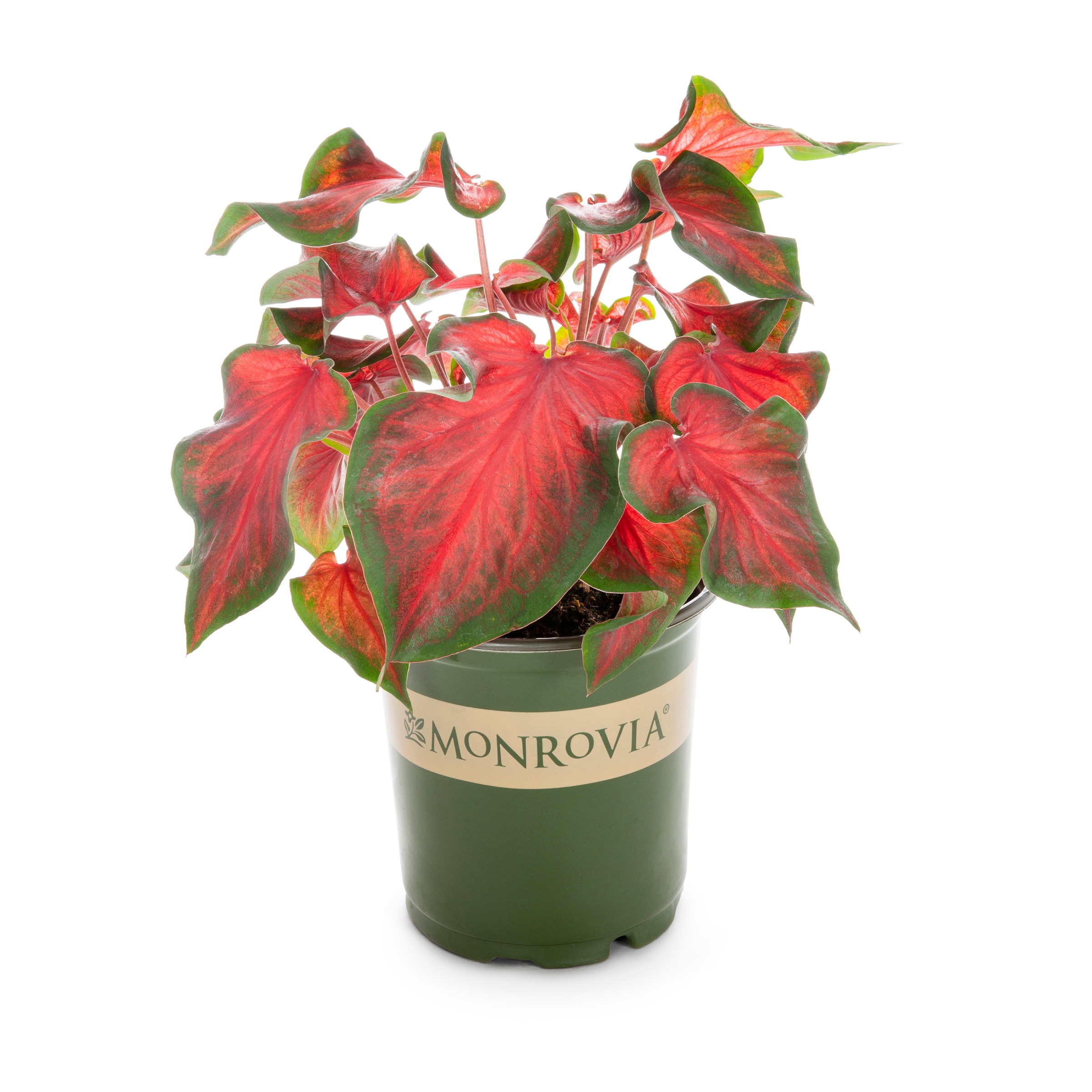 Lowe's NURSERY Bombshell Caladium in 2.5 Quart(s) Pot