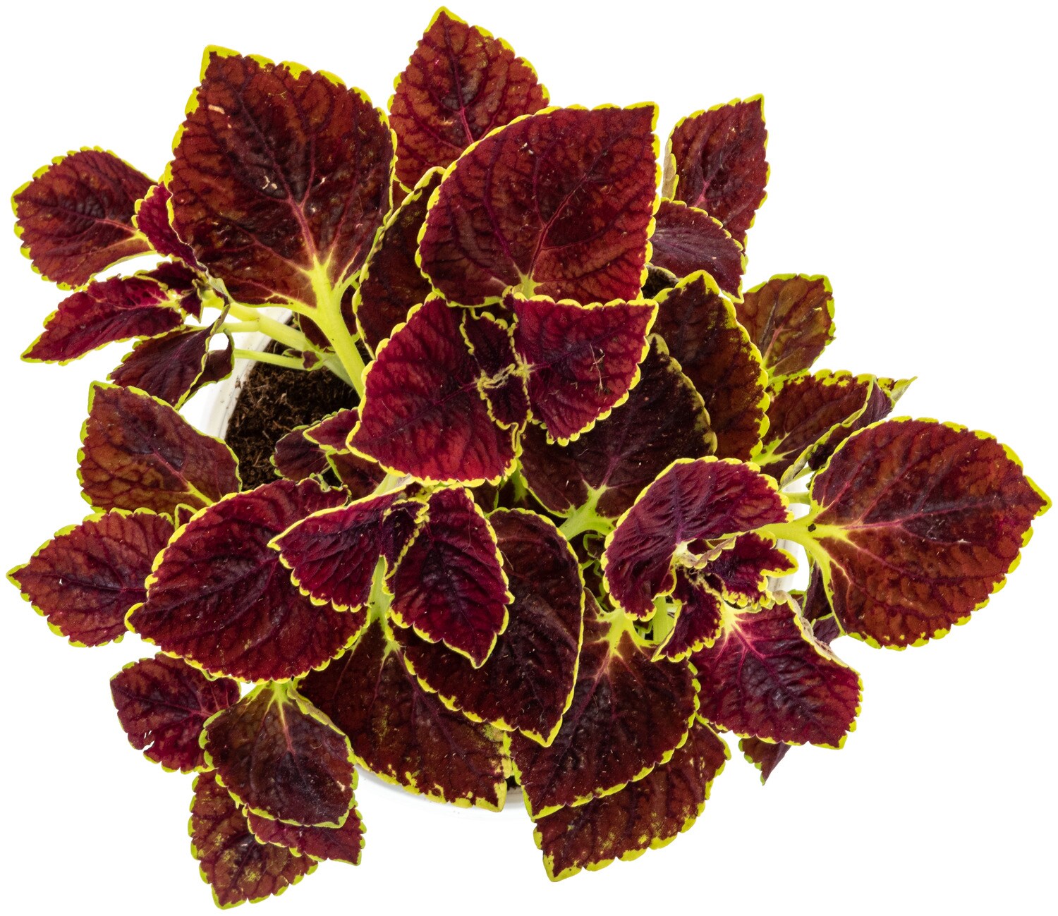 Miracle-Gro 25-523914 annuals - View #3