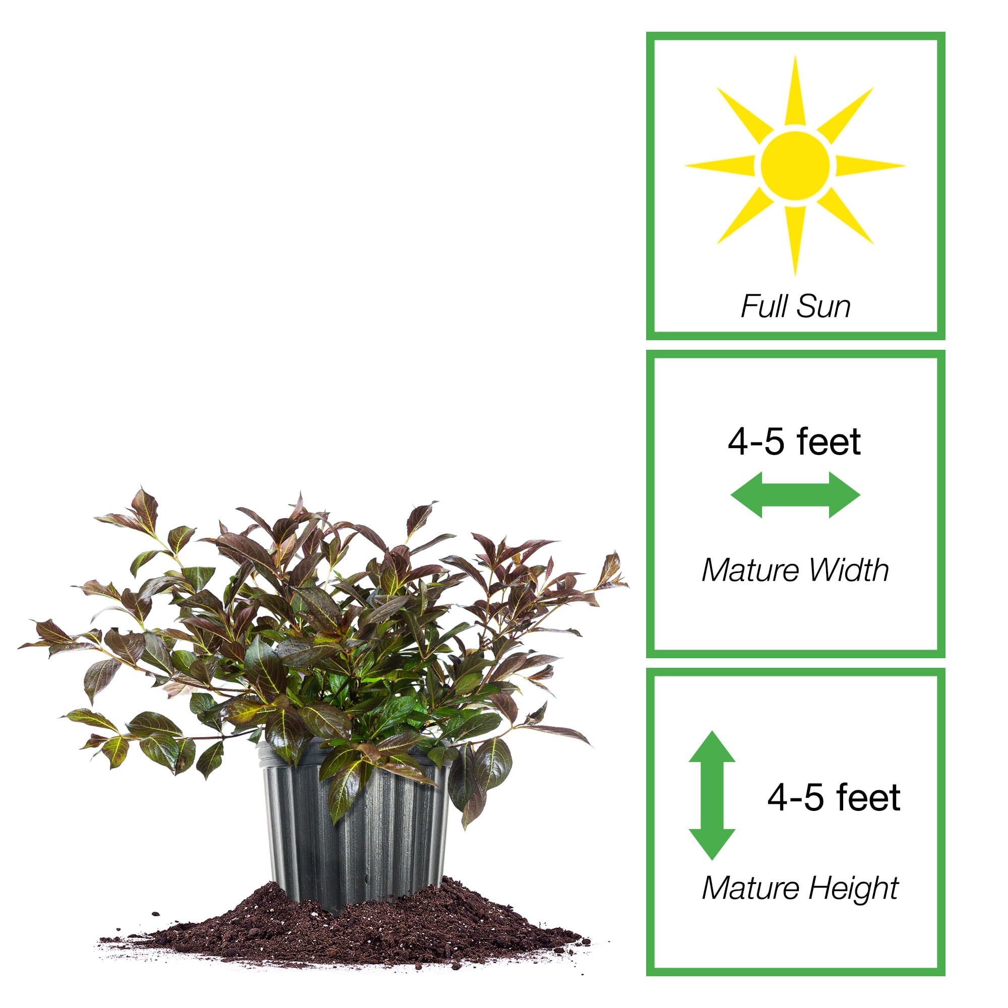 Perfect Plants LOWINEROSES3G shrubs - View #2