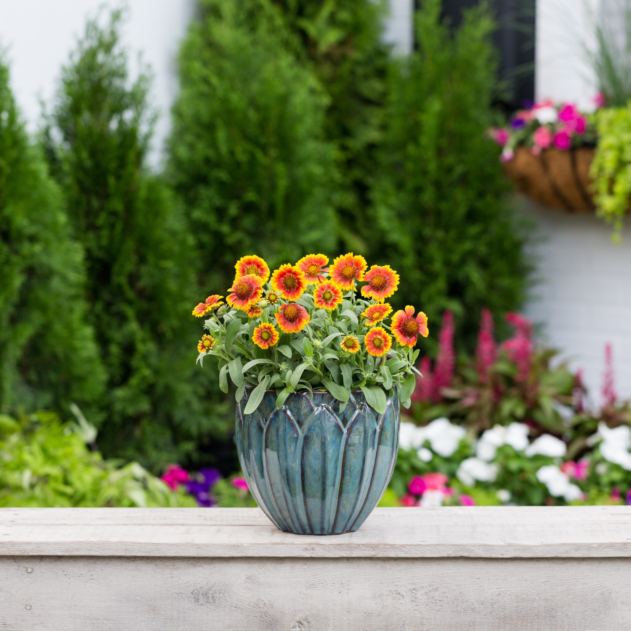 Monrovia 4983 perennials - View #3