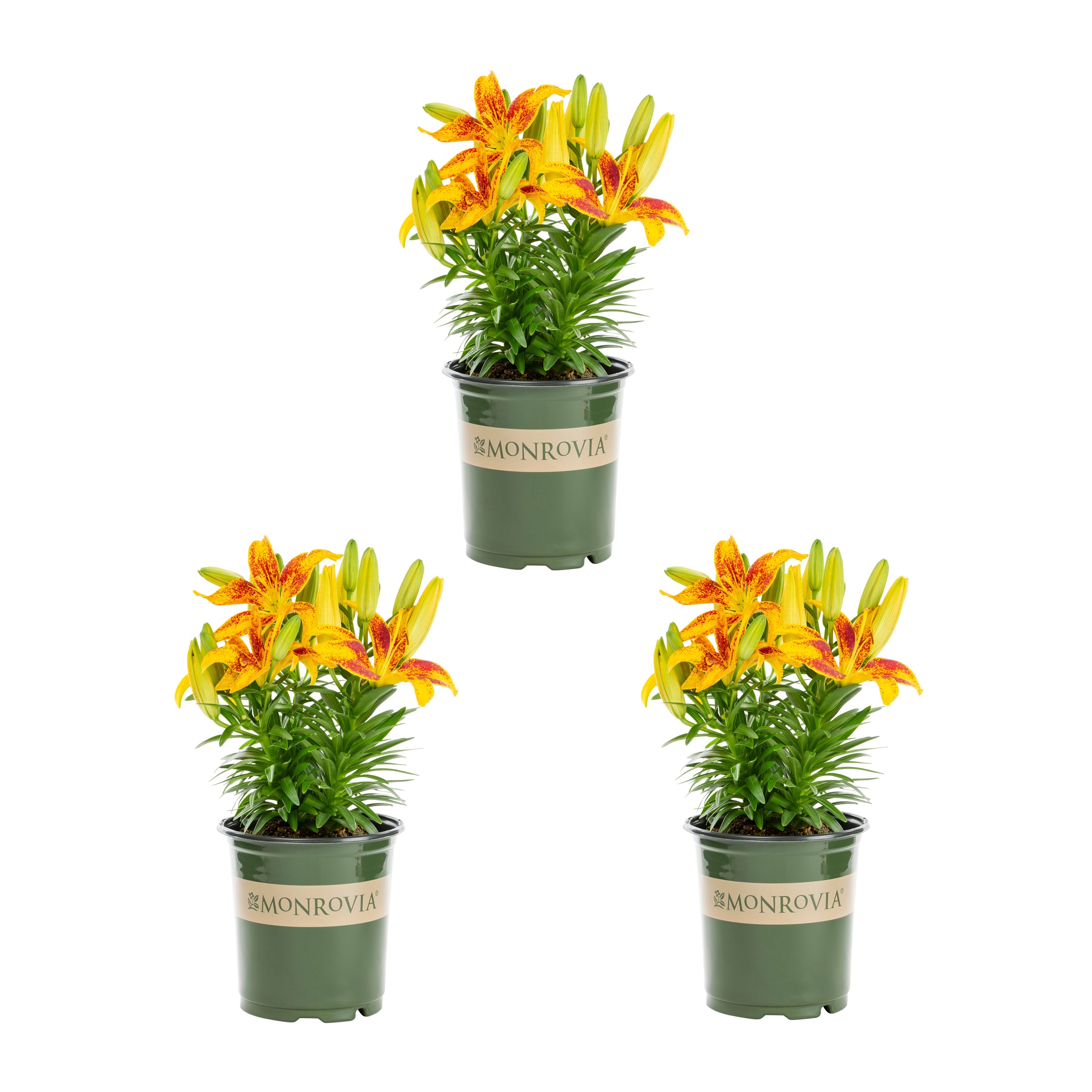 Monrovia 5000 Multicolor Asiatic Lily Plant in 2 -Quart Pot 3.0 -Pack