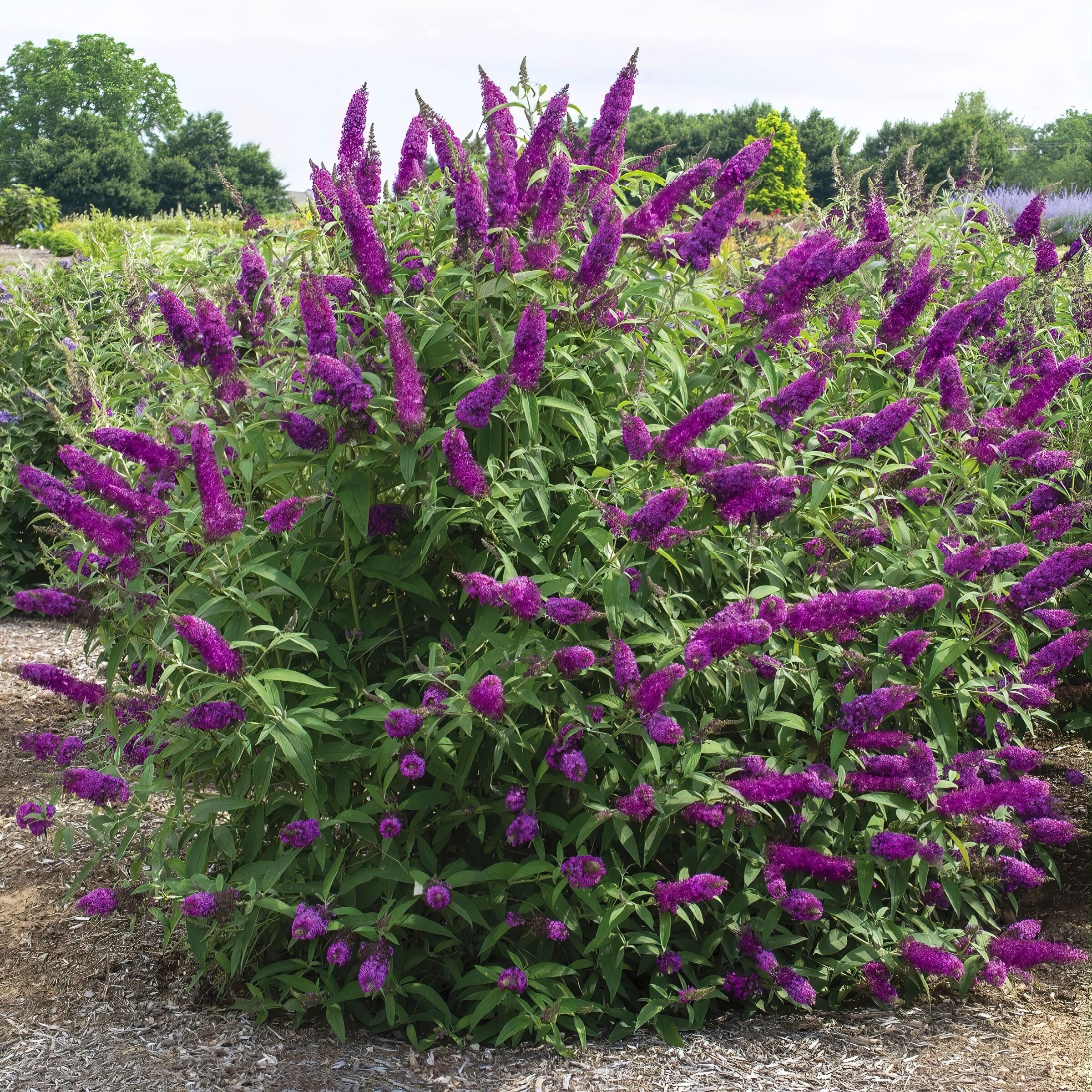 National Plant Network Multicolor Butterfly Bush Flowering Shrub In 4 