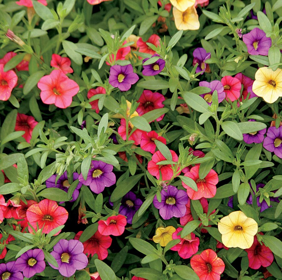 Lowe's NURSERY Multicolor Calibrachoa in 1-Quart Pot