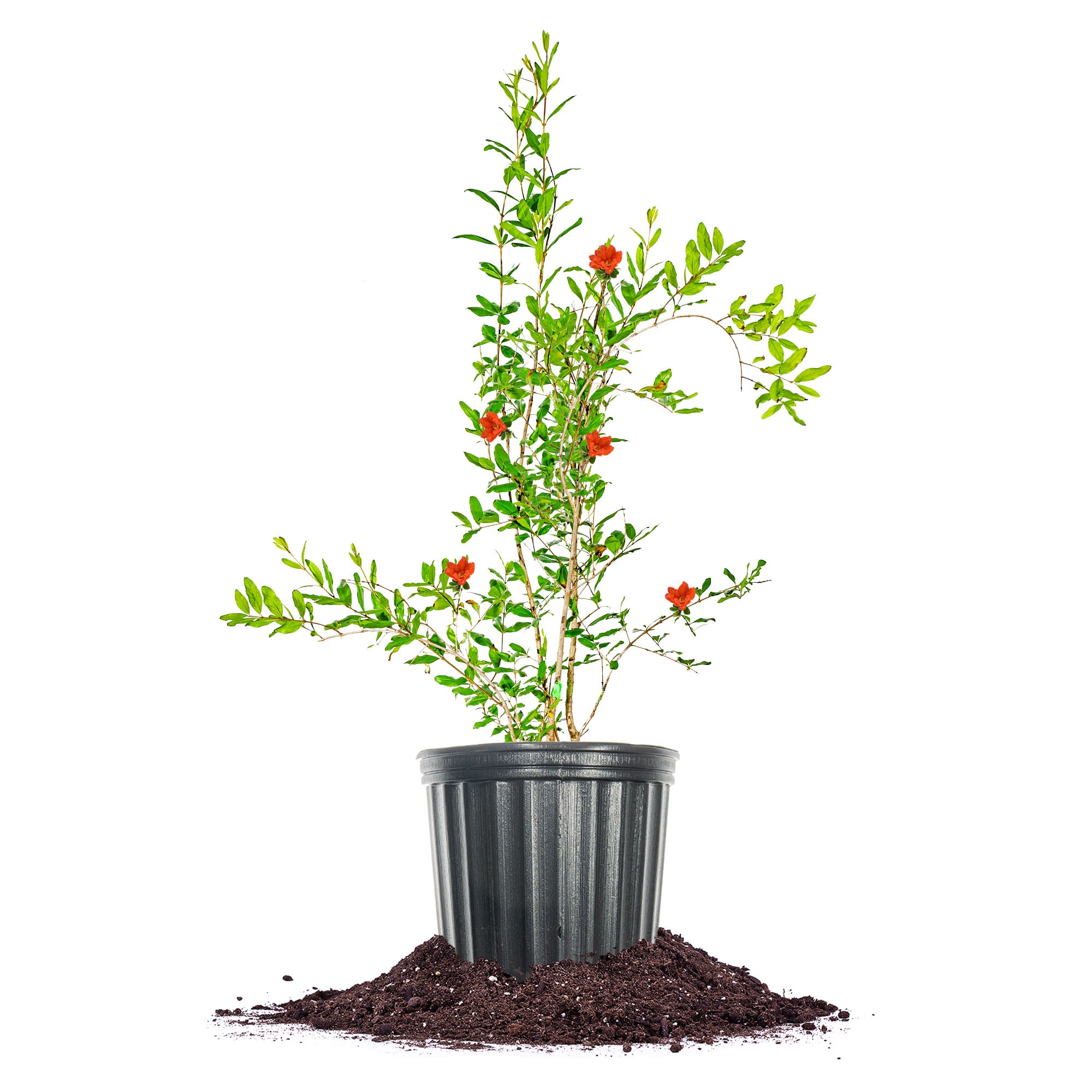 Perfect Plants LOWONDERFULPOM3G Wonderful Pomegranate Feature Shrub in 3 -Gallon Pot 1 -Pack with Orange Blooms