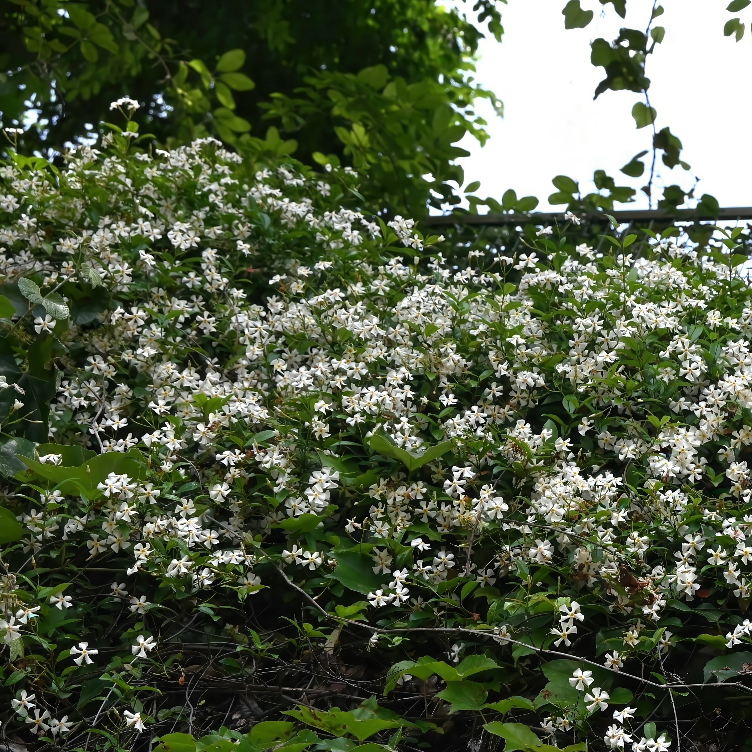 National Plant Network LW2726 perennials - View #6