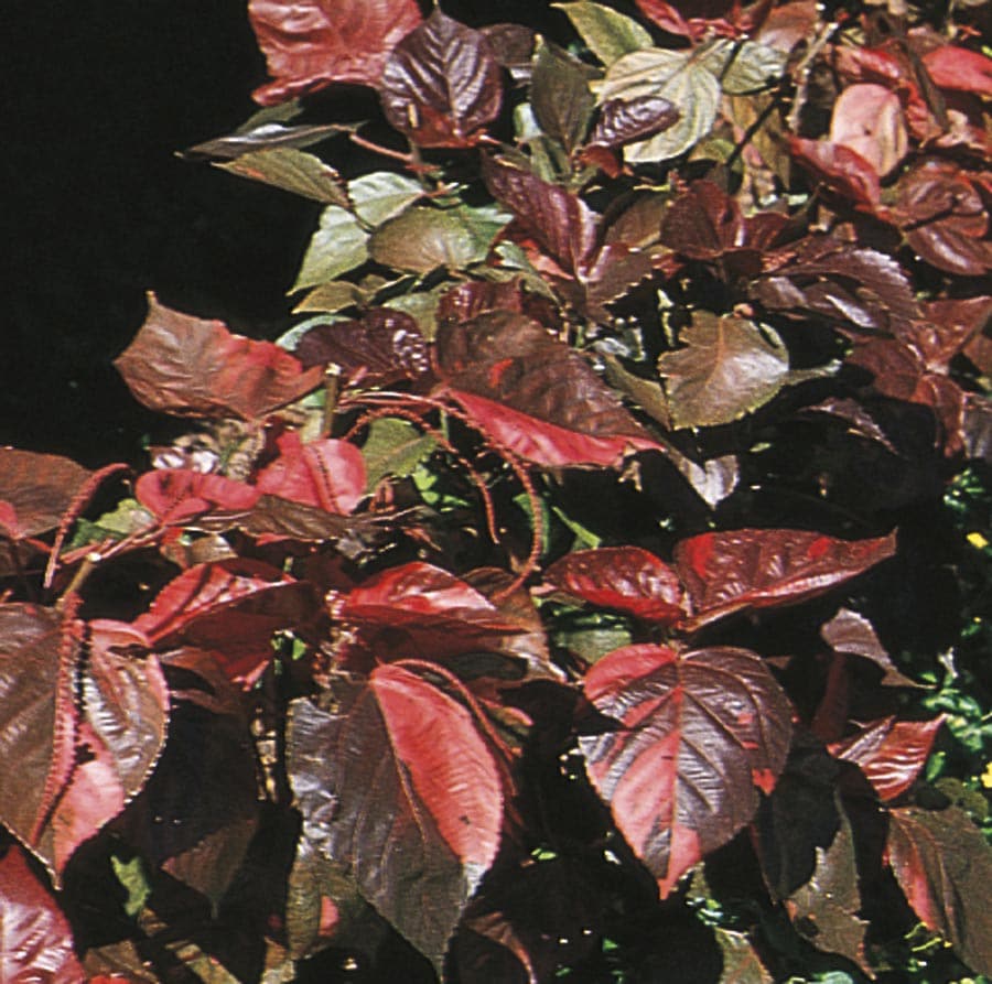 Lowe's NURSERY Red Copper Plant in 2 Gallon(s)