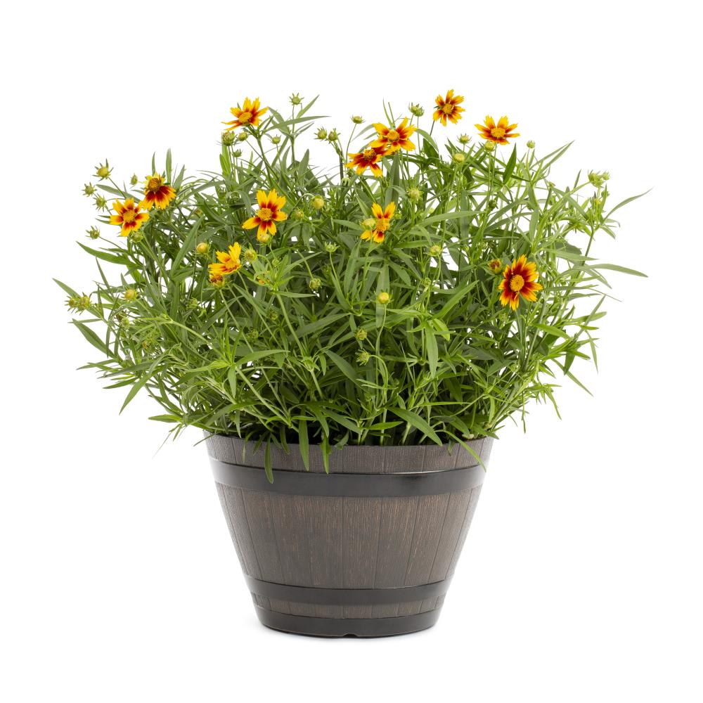 Lowe's NURSERY perennials - View #3