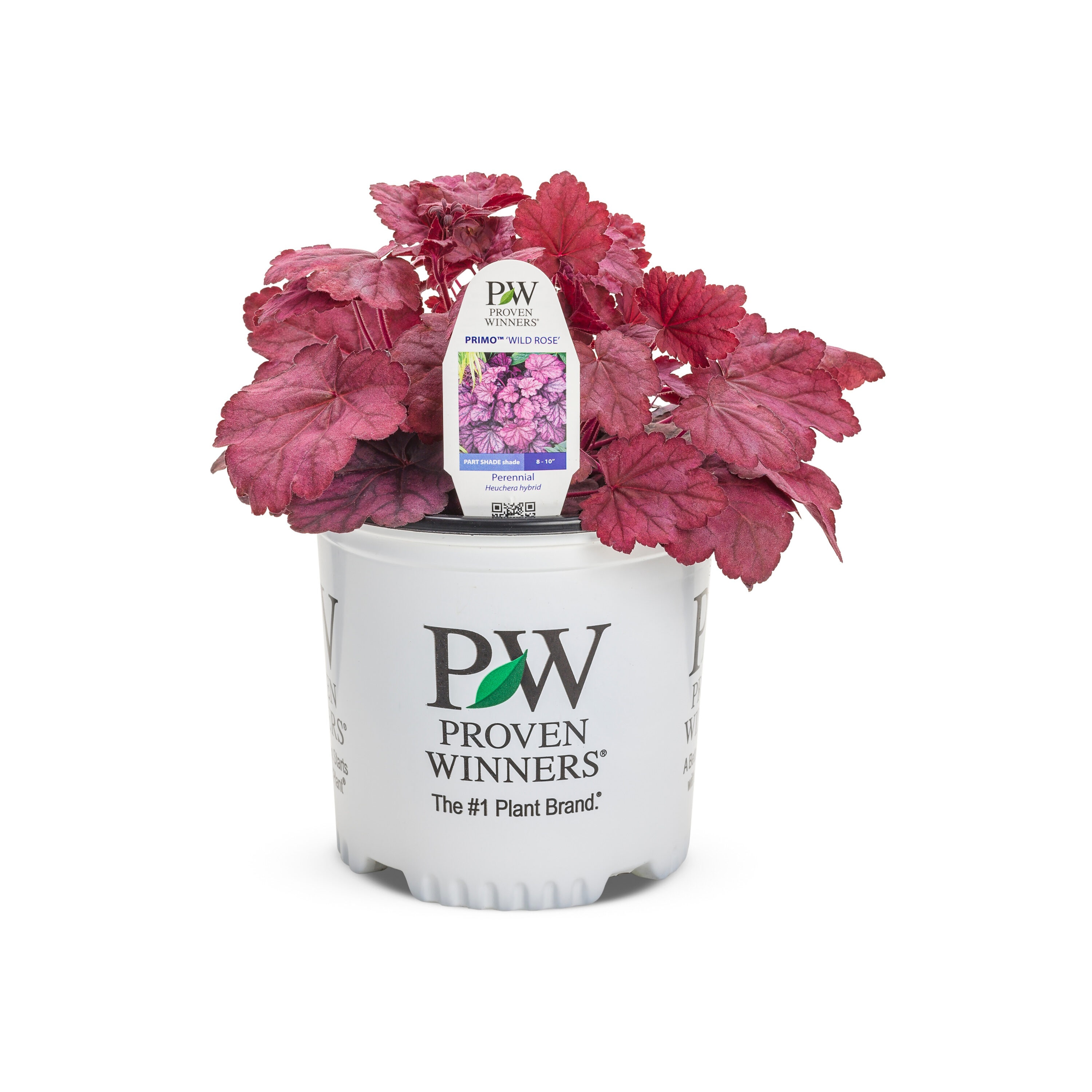 Proven Winners HEUPWP2527103 perennials - View #3