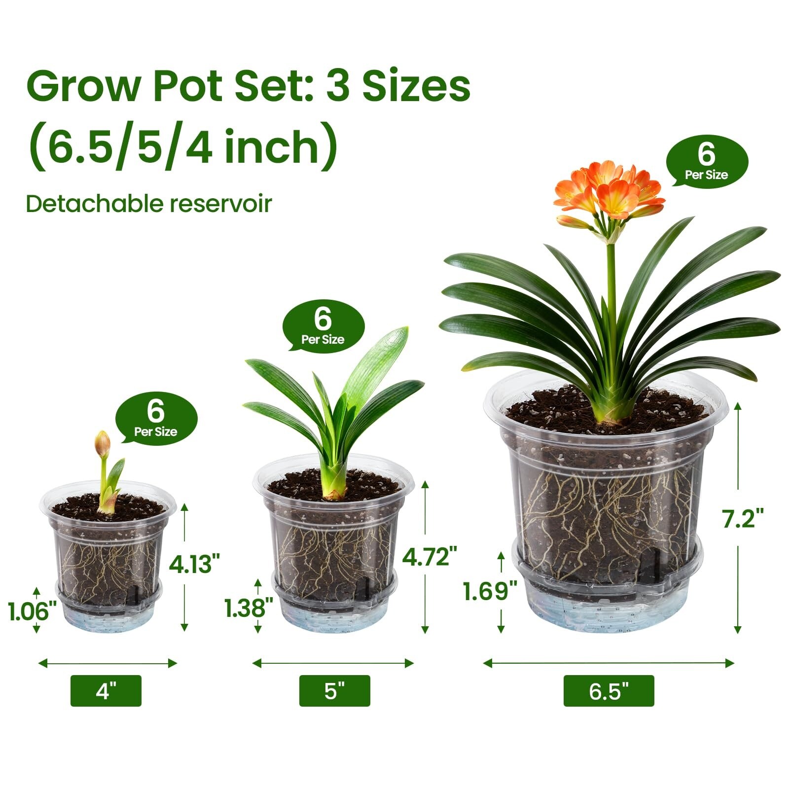dracaena somnolenta Dracaena Massangeana Mass Cane Stump Form