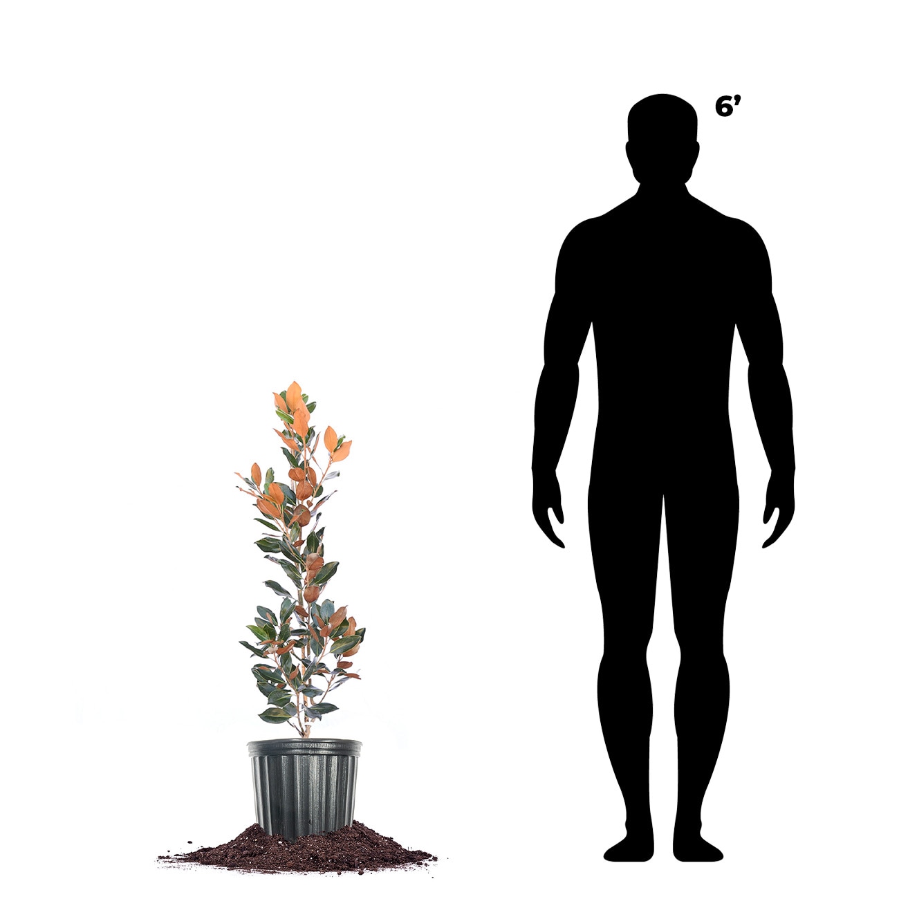 Perfect Plants LOBRACKENBROWN3G trees - View #3