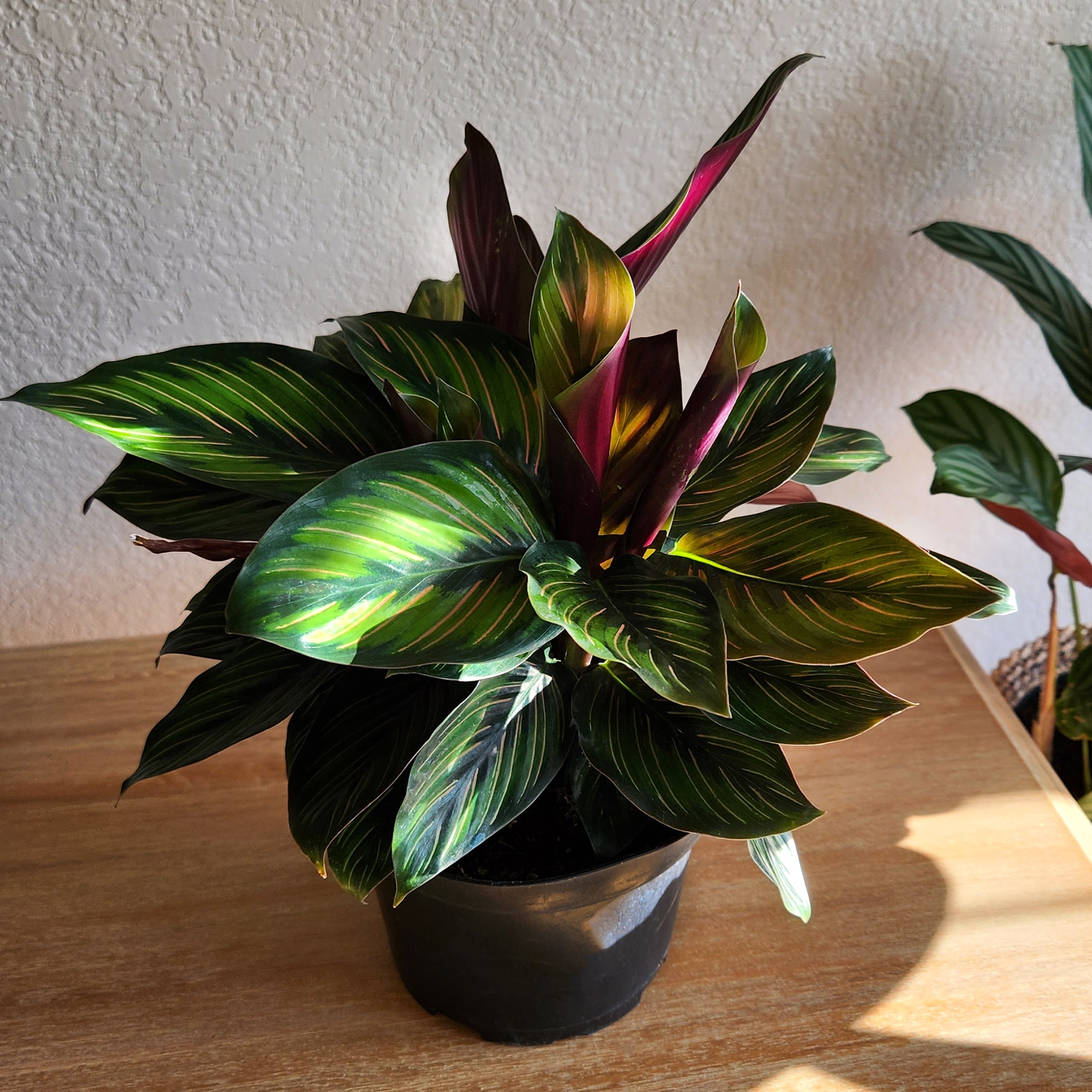 Calathea Ornata Pinstripe Plant in Black Plastic Pot