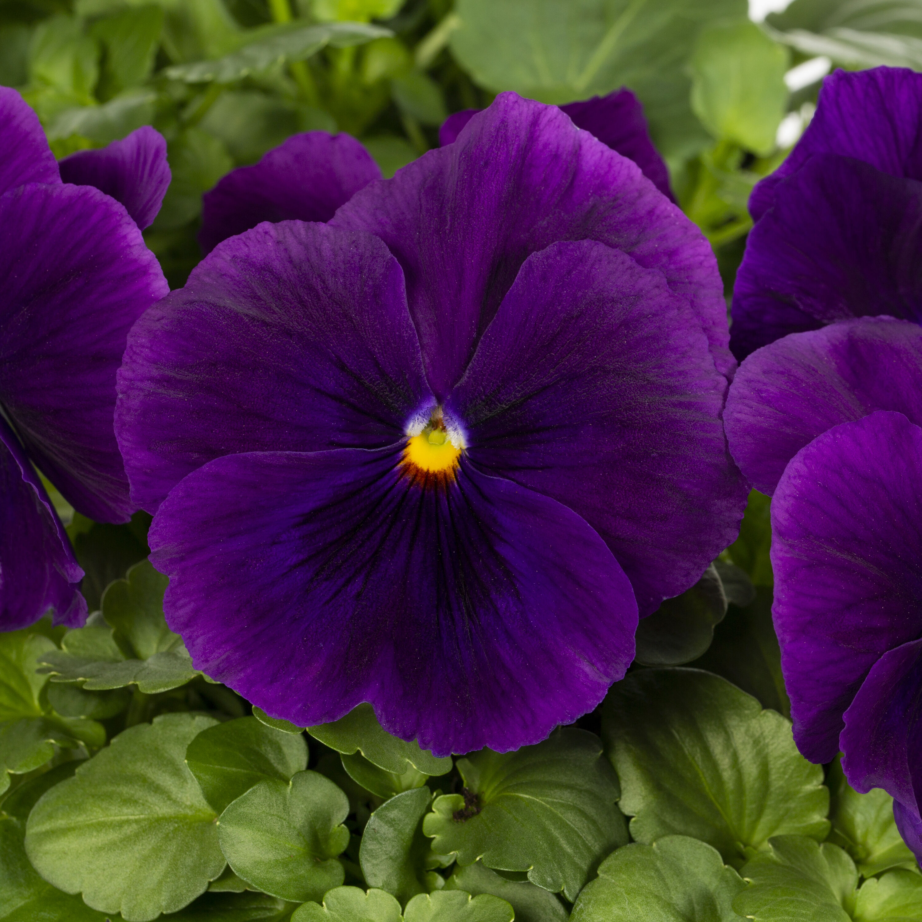 Lowe's NURSERY annuals - View #2