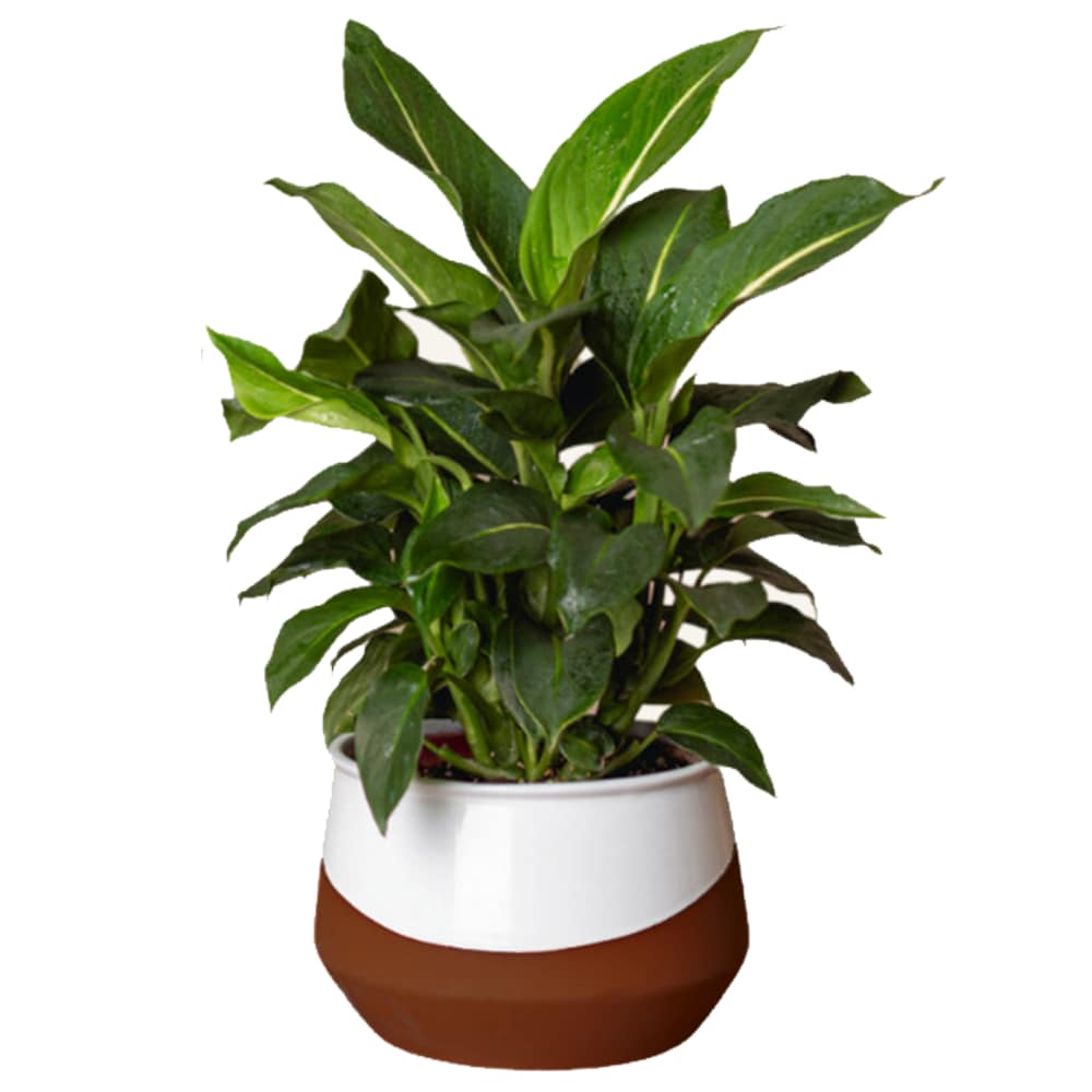 LiveTrends ASB07576 SKYLINE House plant in 36 Ounce(s) Pot 1 -Pack
