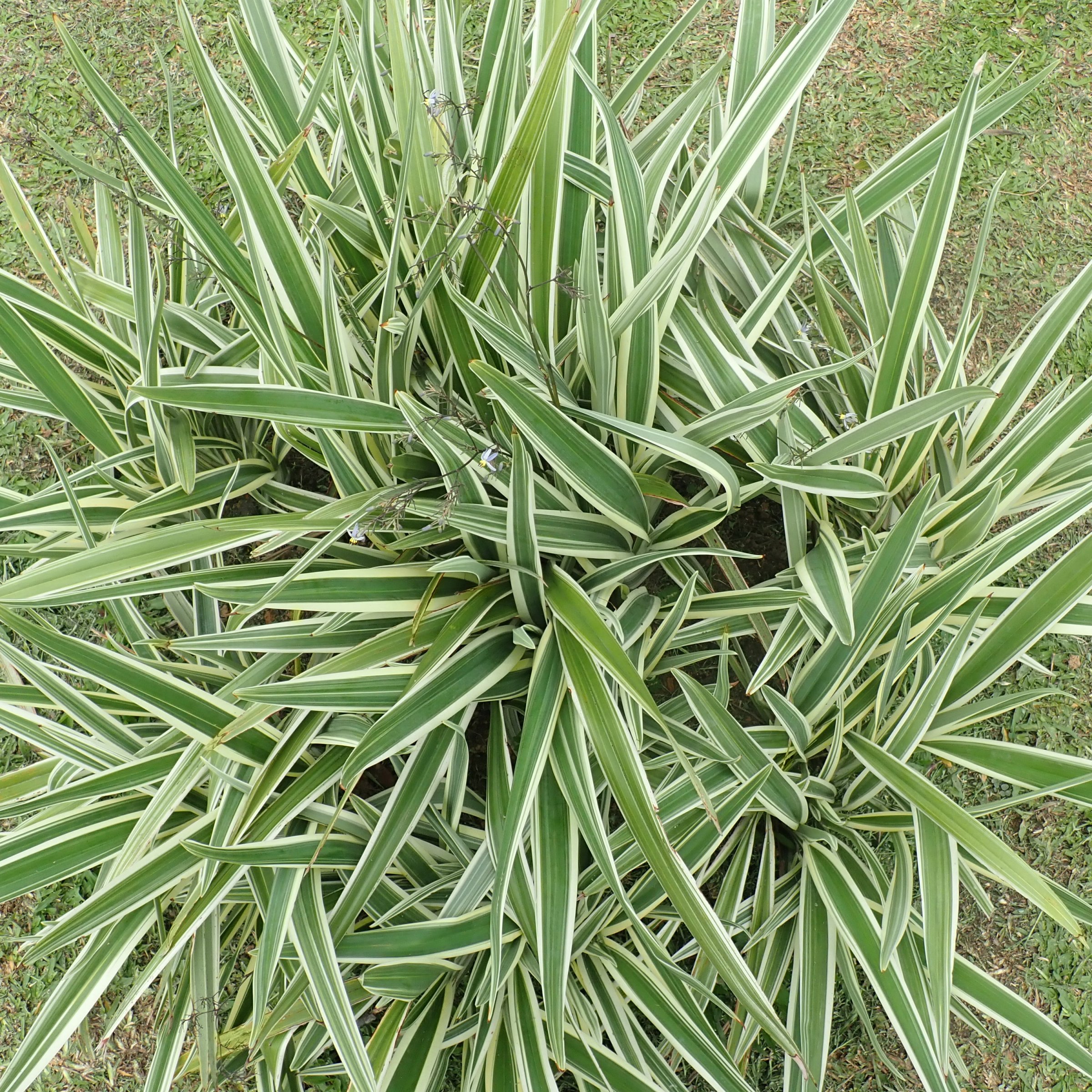 National Plant Network LW1806 perennials - View #3